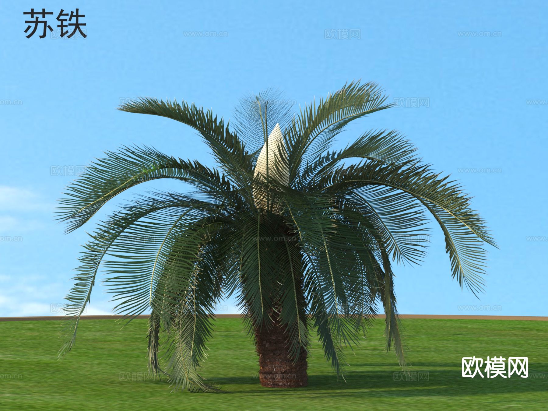 苏铁 灌木 植物3d模型