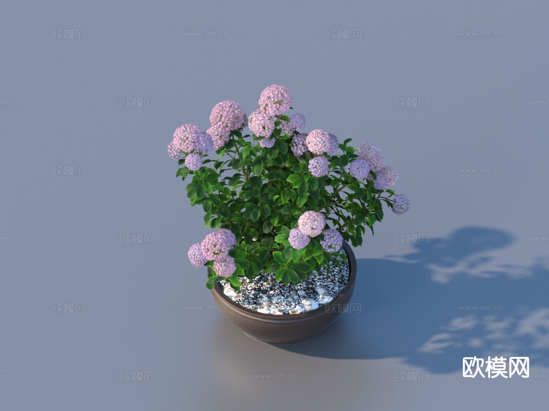 花盆 小盆栽3d模型