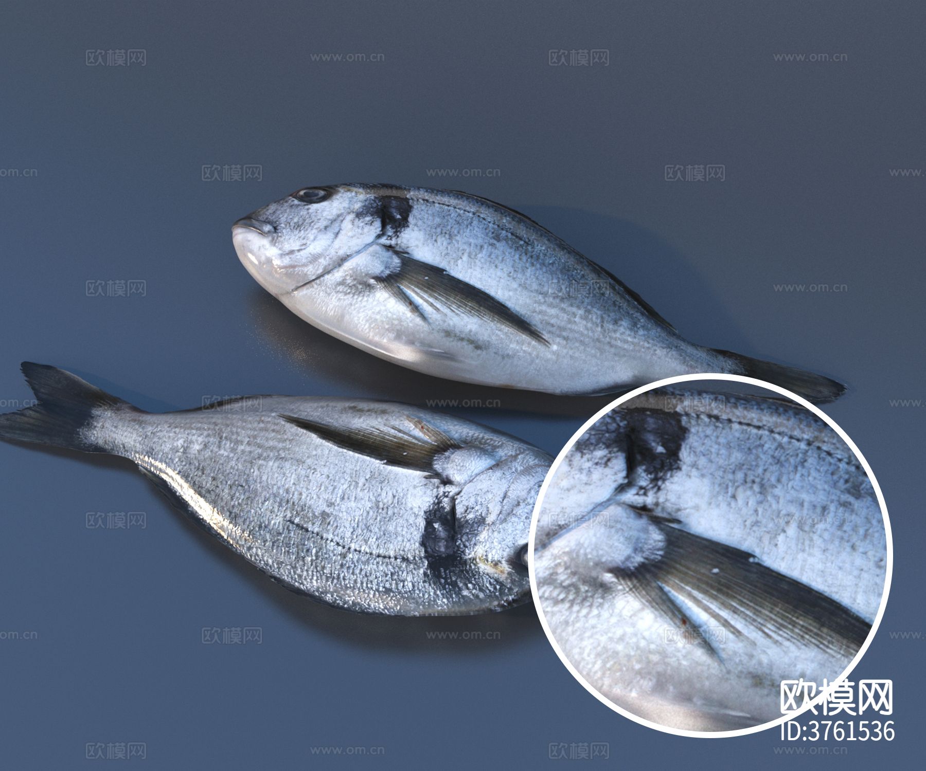 食物 鱼材质下载