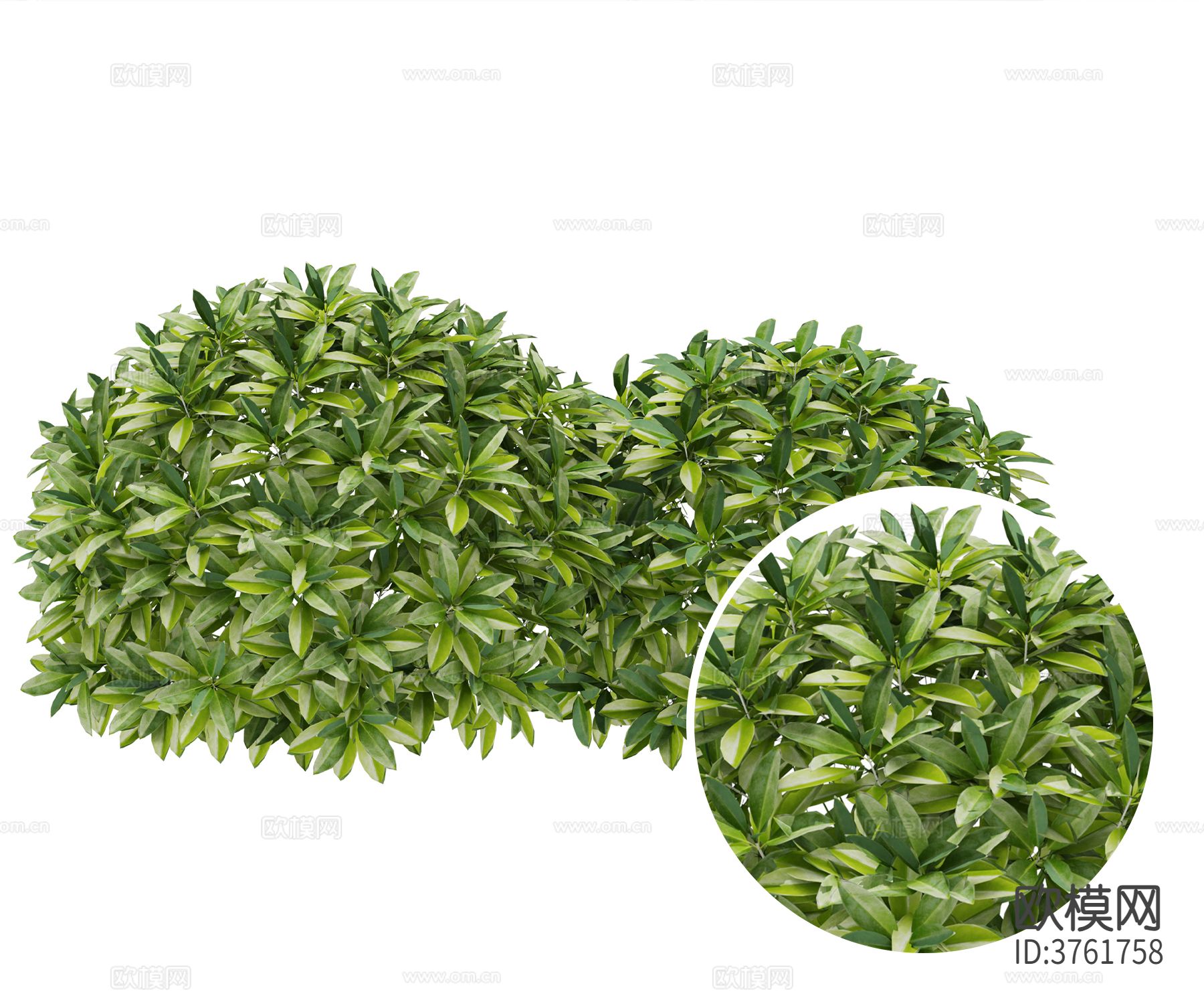 灌木材质下载