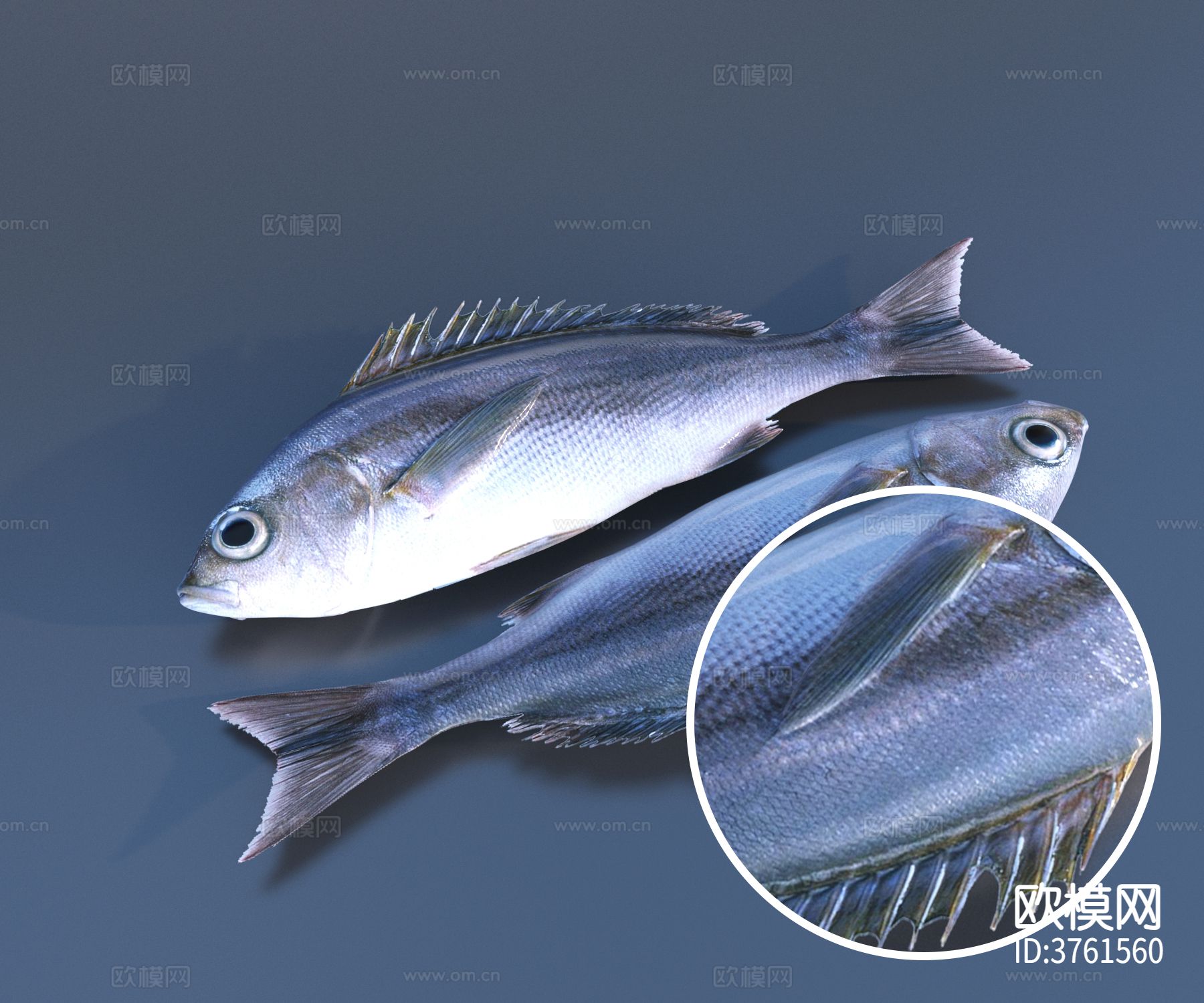 食物 鱼材质下载