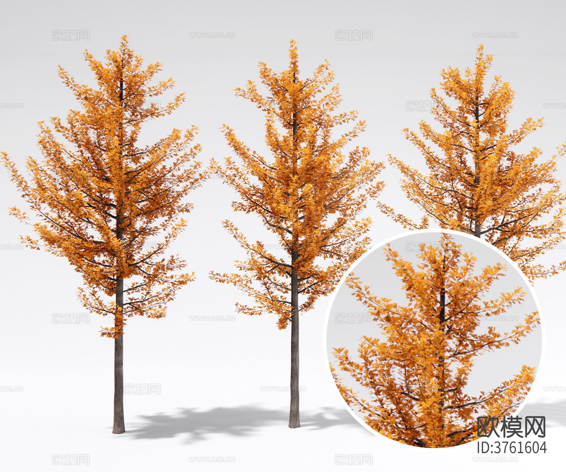 秋树 行道树材质下载