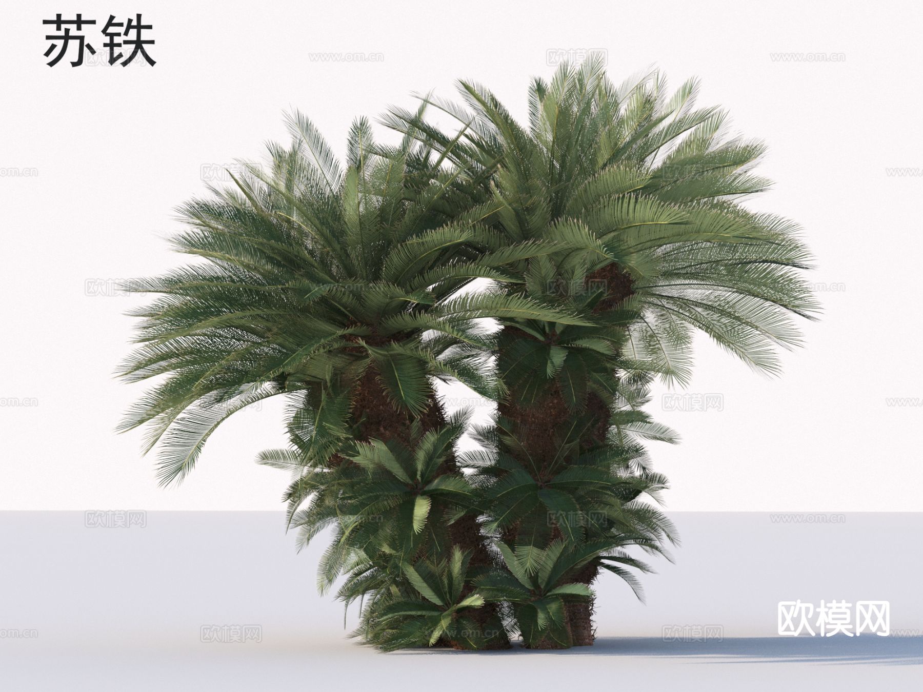 苏铁 植物 灌木3d模型