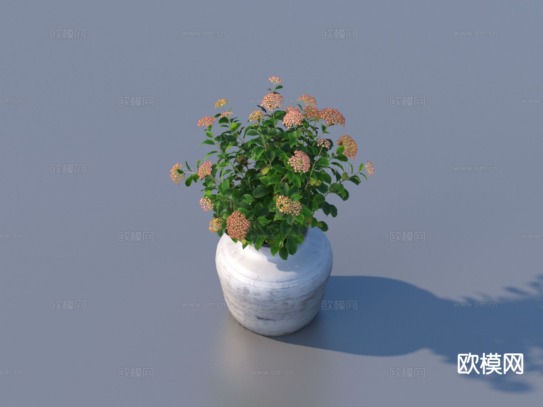 花盆 小盆栽3d模型