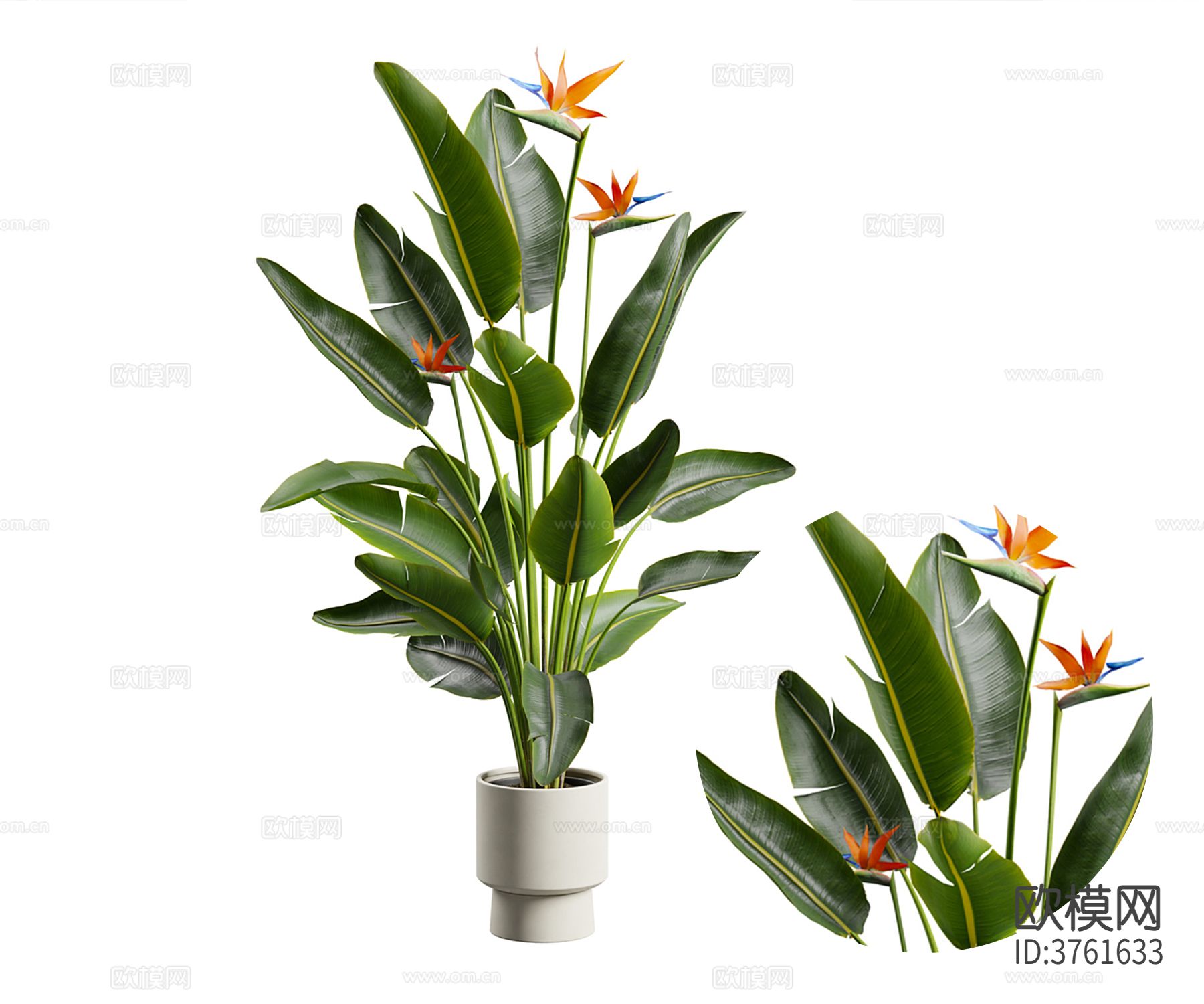 天堂鸟植物盆栽下载