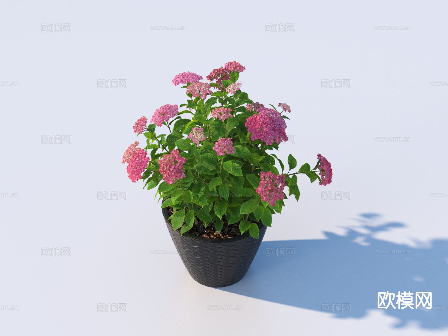 花盆 小盆栽3d模型