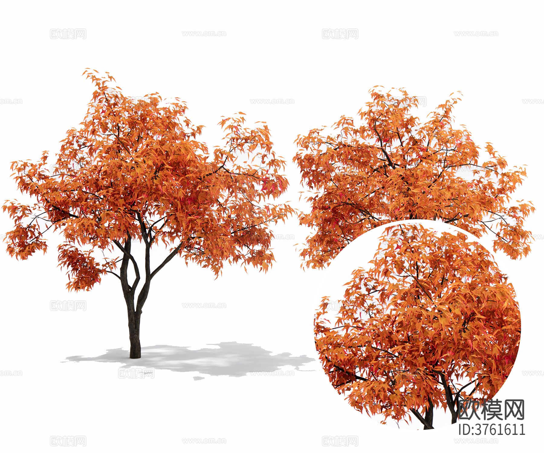 树 景观树 行道树材质下载