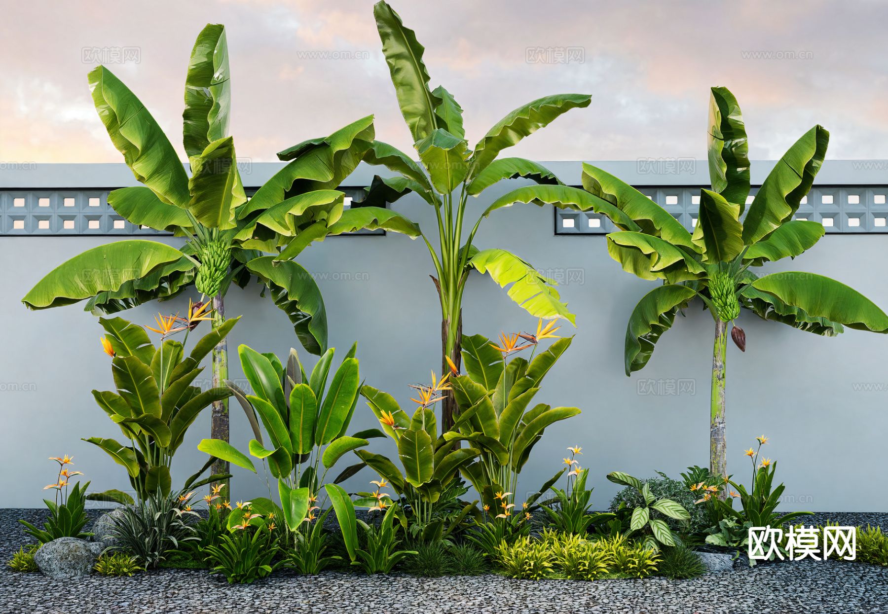 天堂鸟 芭蕉植物su模型