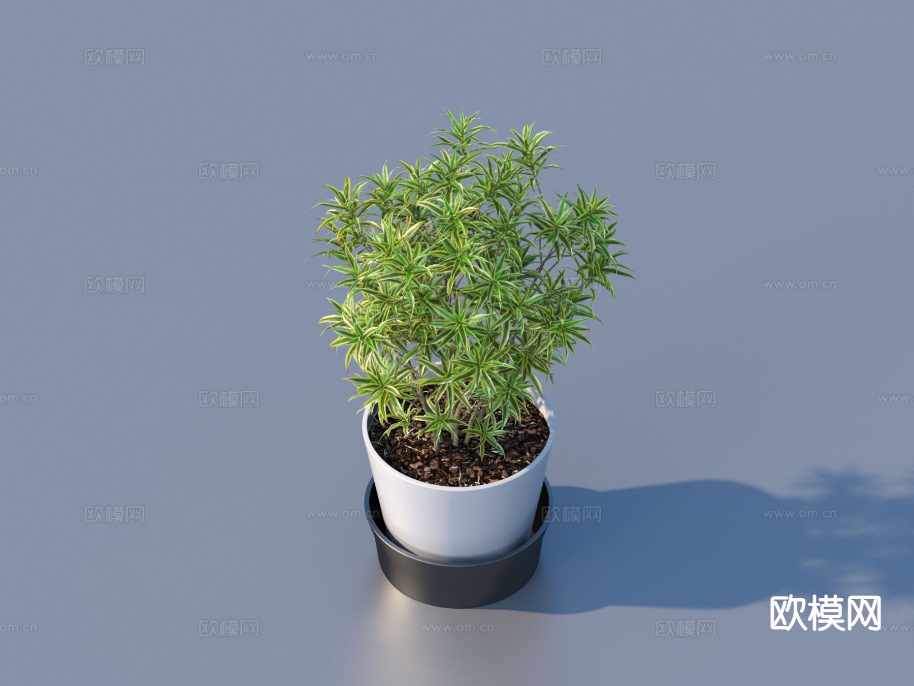 花盆 盆栽 绿植 户外植物3d模型