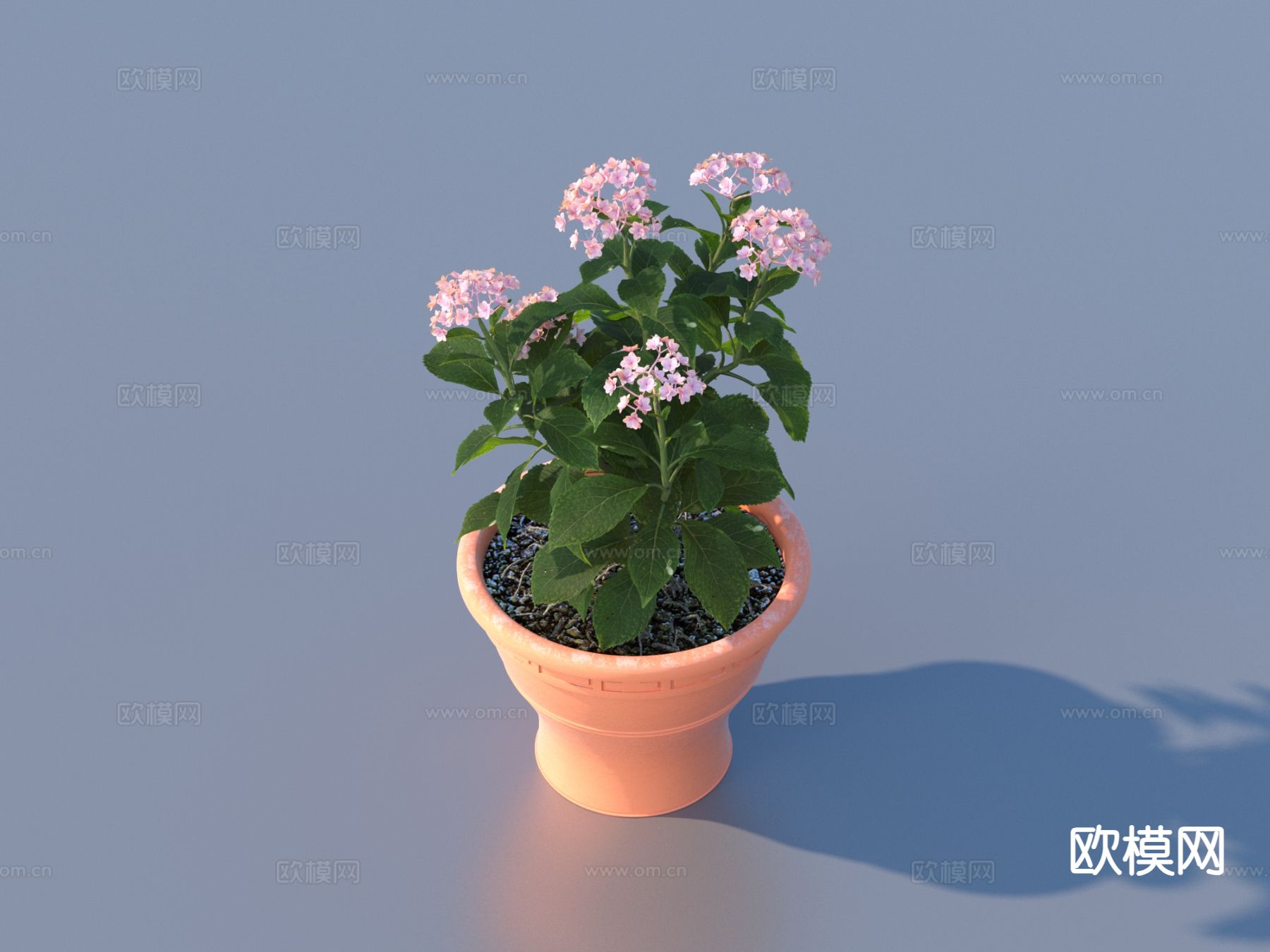 花盆 盆栽 绿植 户外植物3d模型