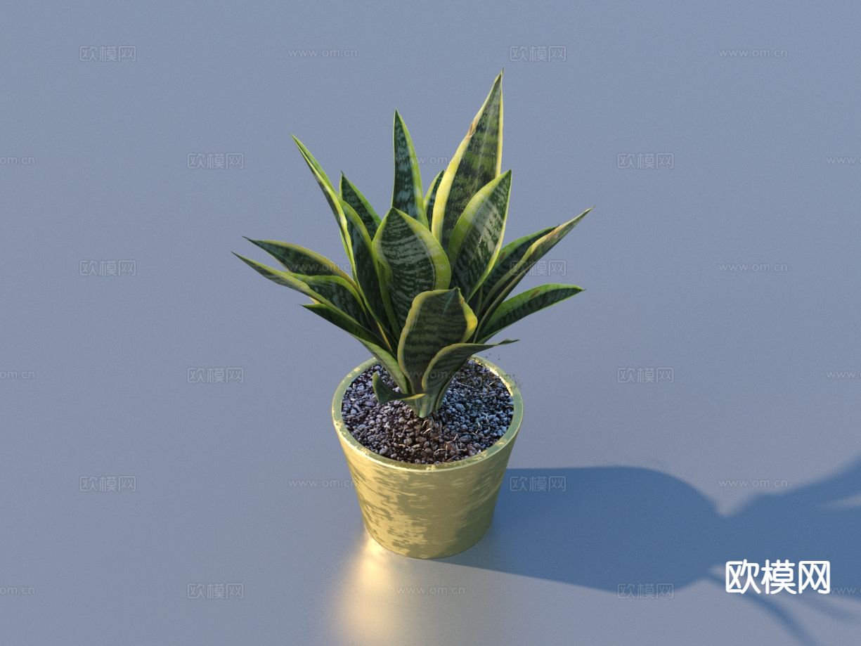 花盆 盆栽 绿植 植物3d模型