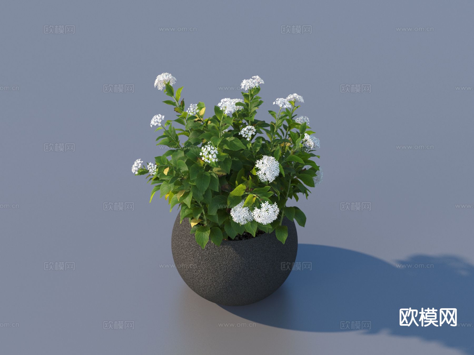 花盆 盆栽 绿植 户外植物3d模型