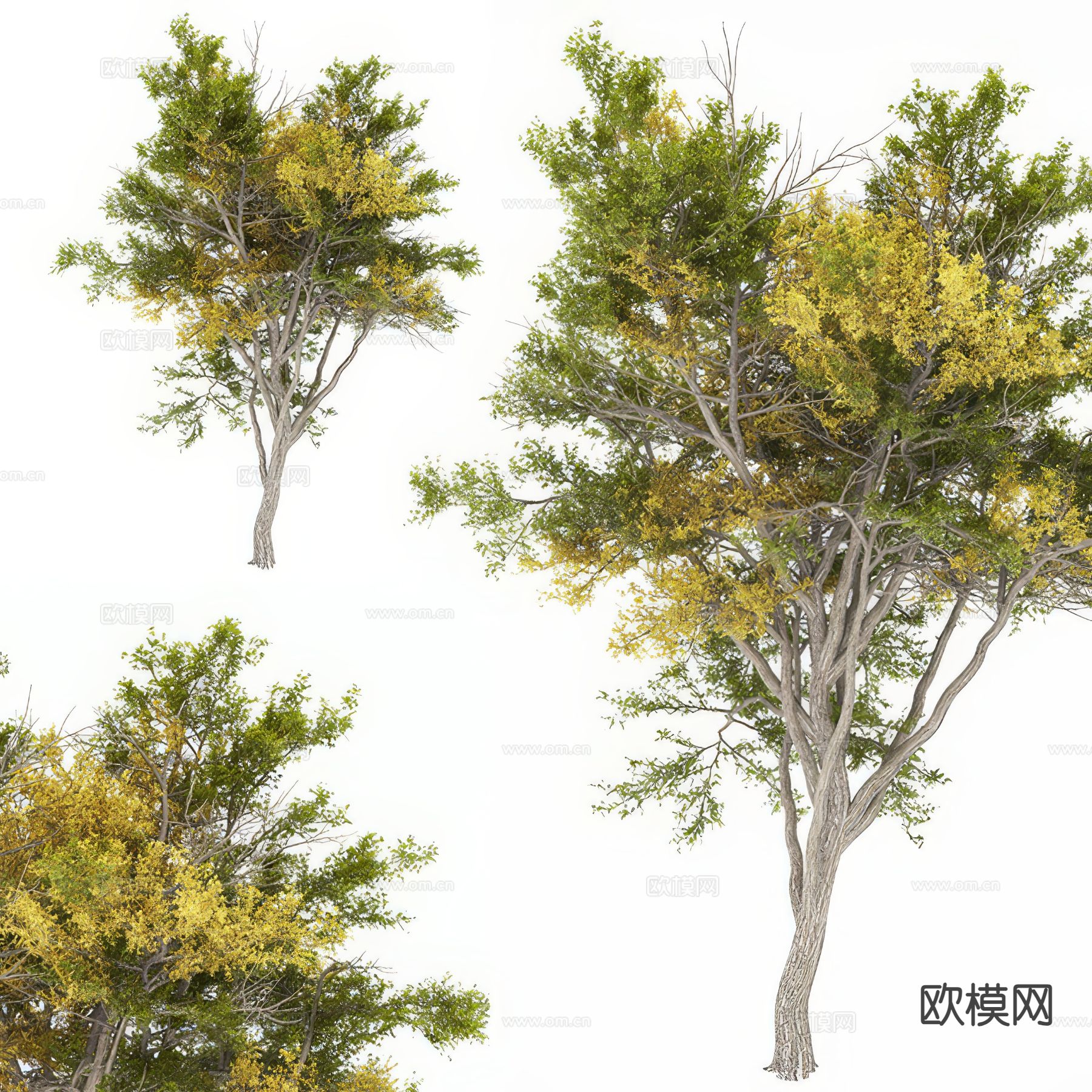 景观树 大树 行道树3d模型