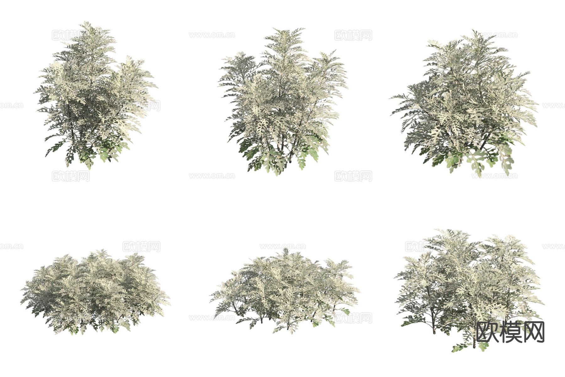 银叶菊 雪叶菊 灌木3d模型