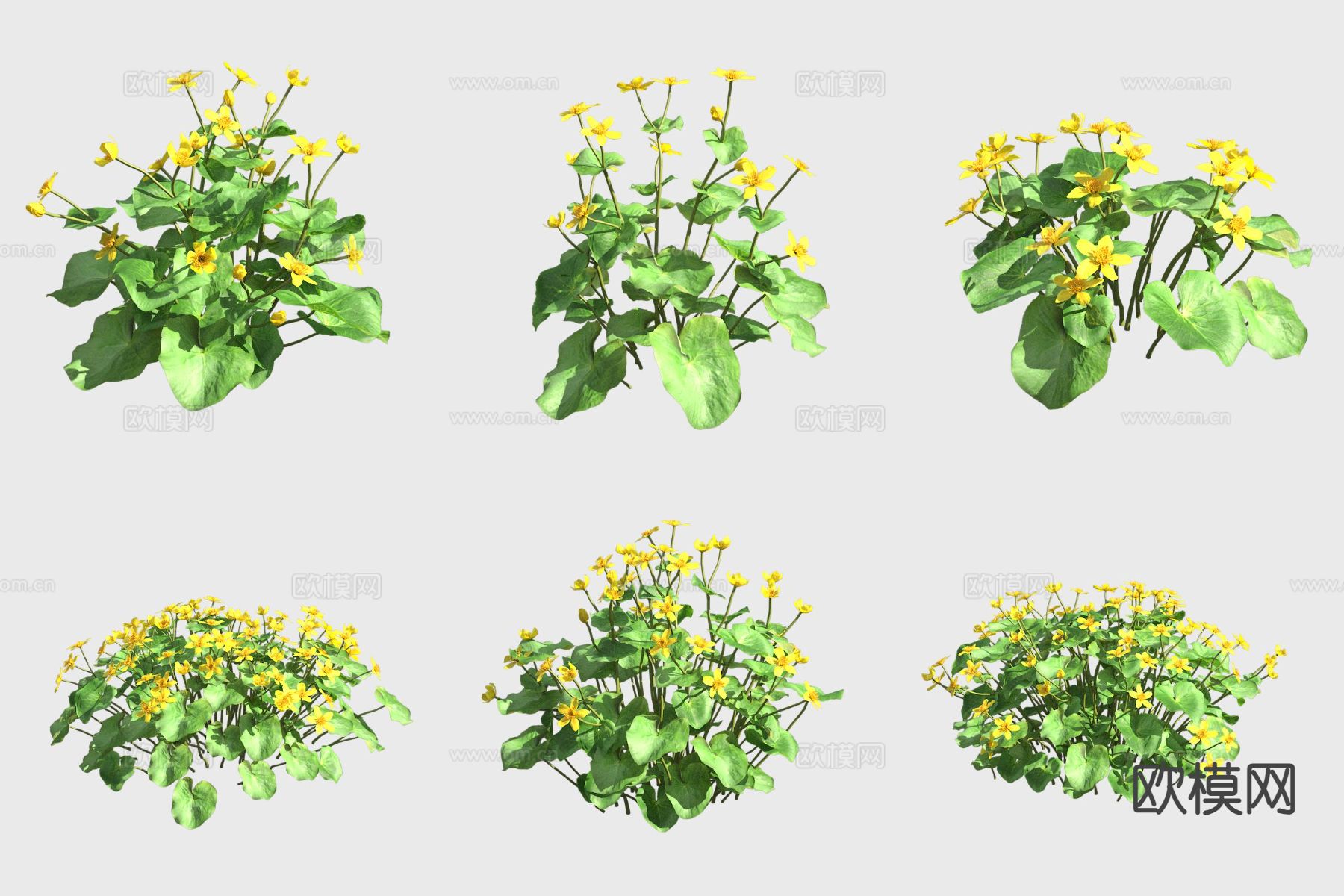 驴蹄草 花草3d模型