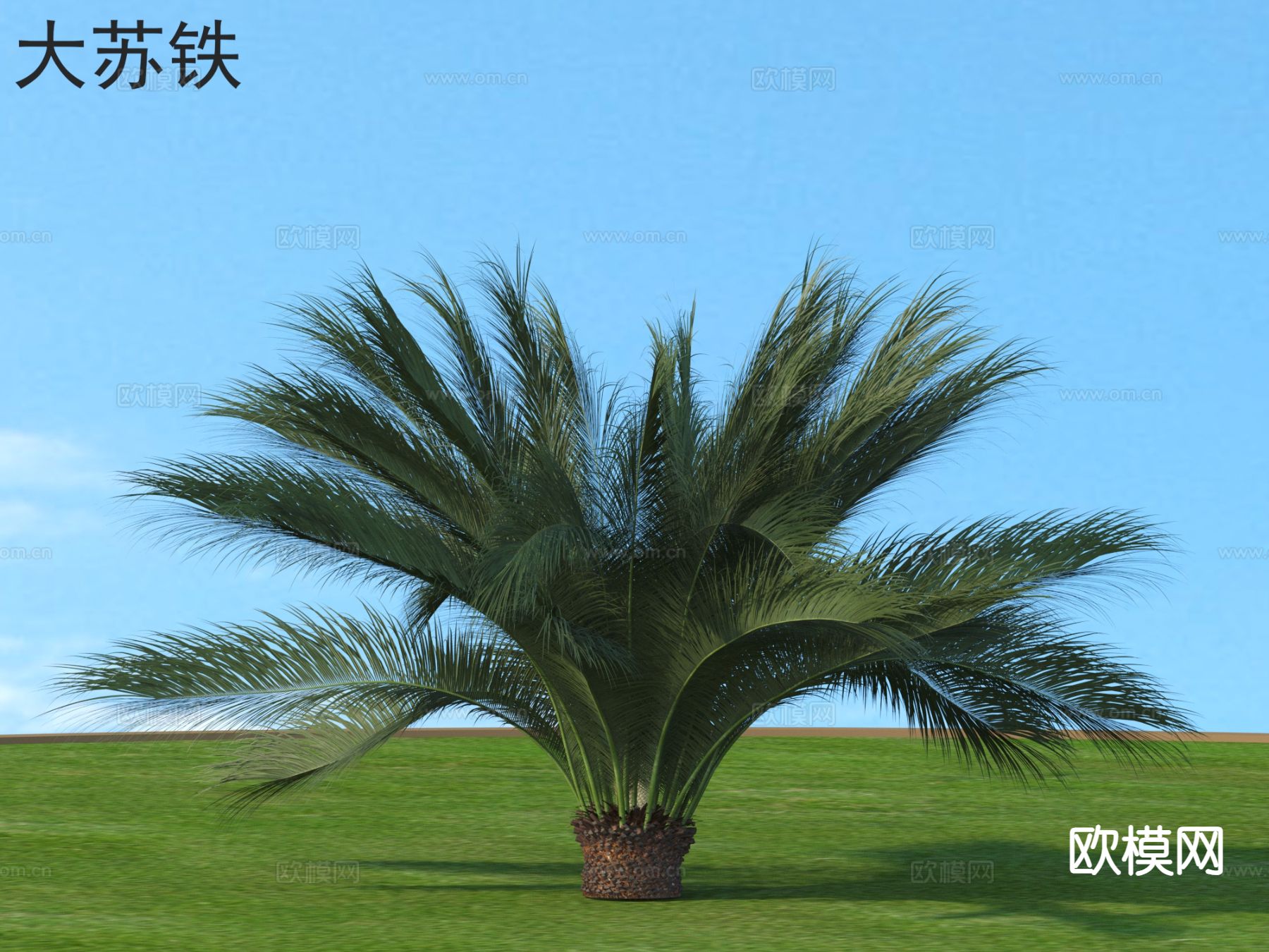 大苏铁 灌木 植物类3d模型