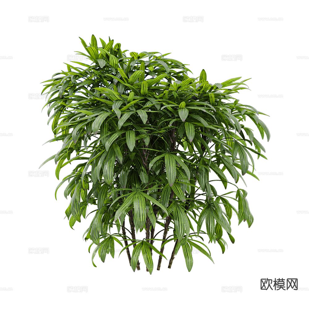 现代树 景观树 灌木植物 竹子3d模型