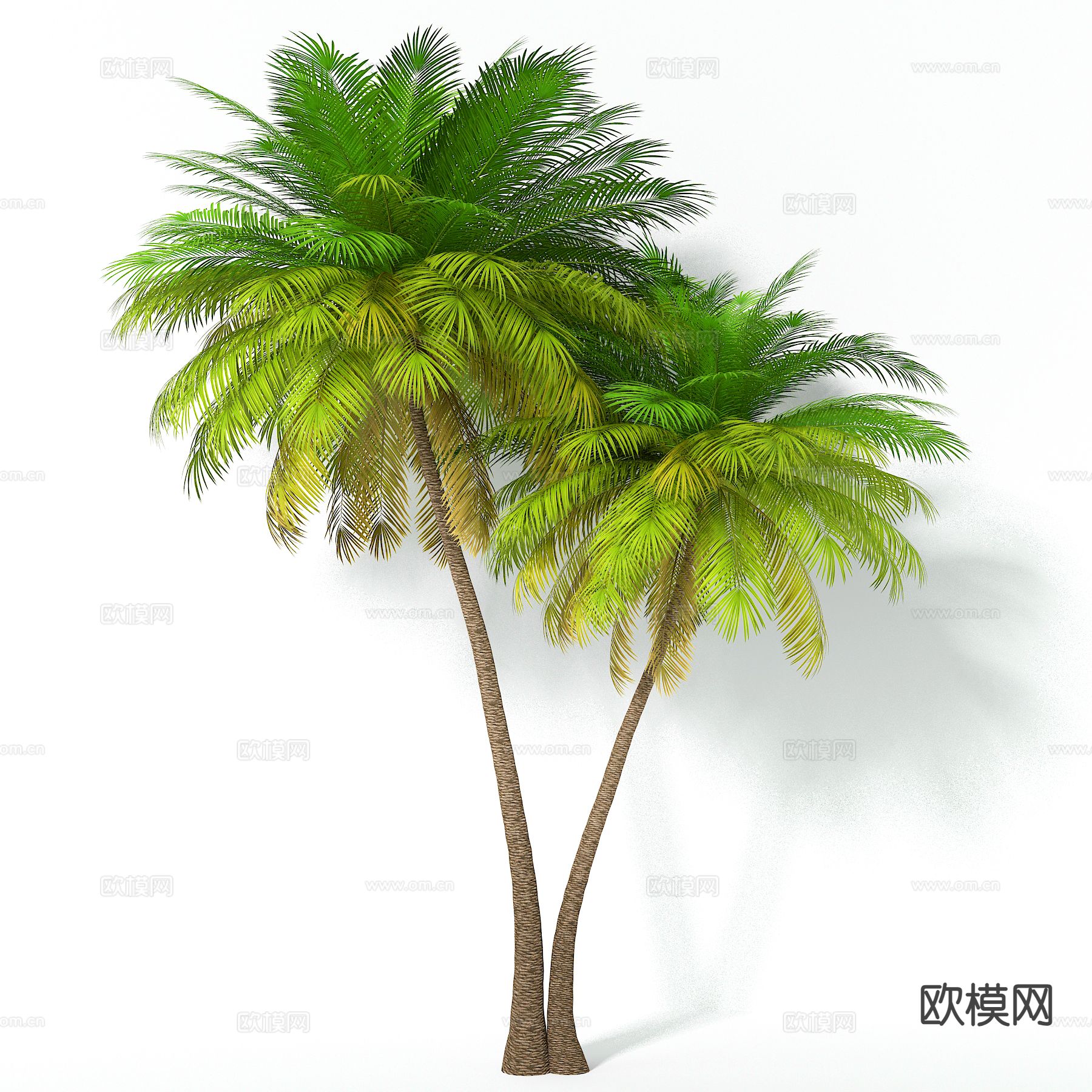 椰子树 热带植物3d模型