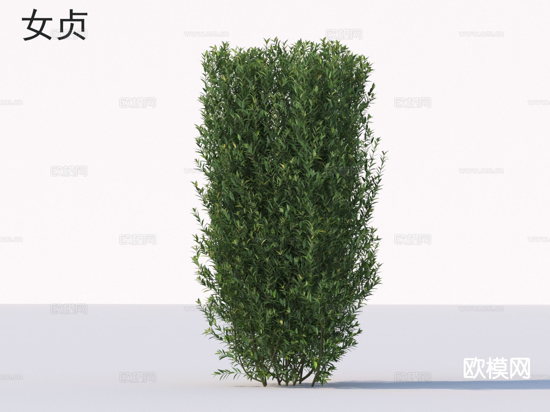 女贞 花草灌木 植物类3d模型