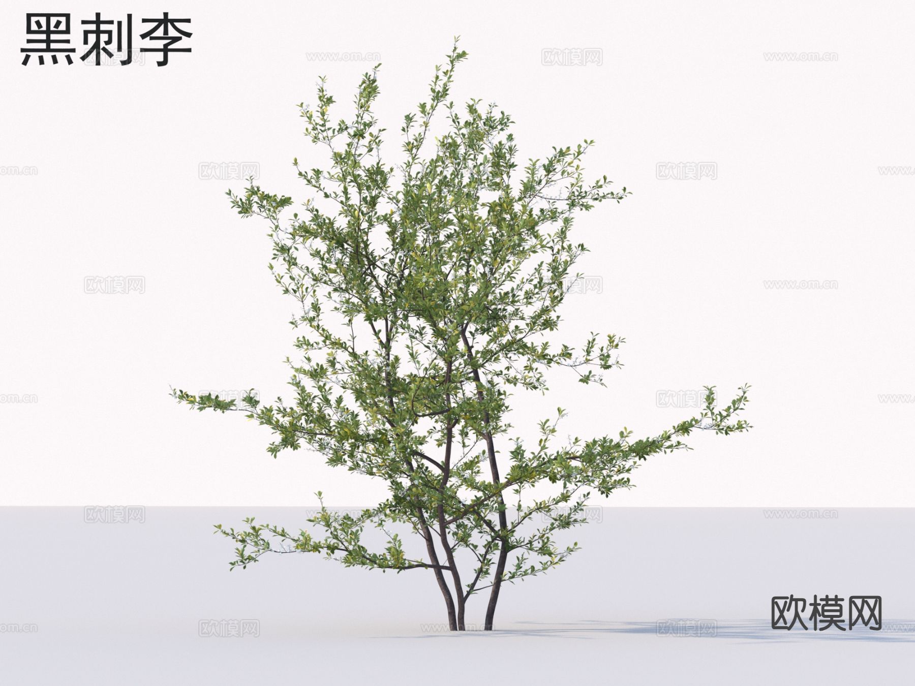 黑刺李 小树木 乔木 植物类3d模型