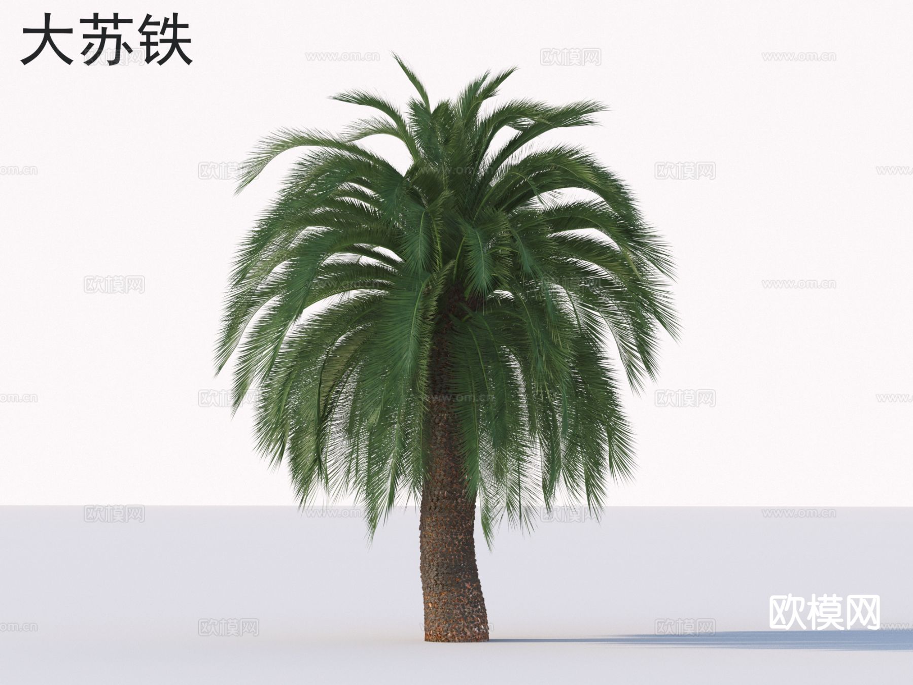 大苏铁 植物类 景观树3d模型