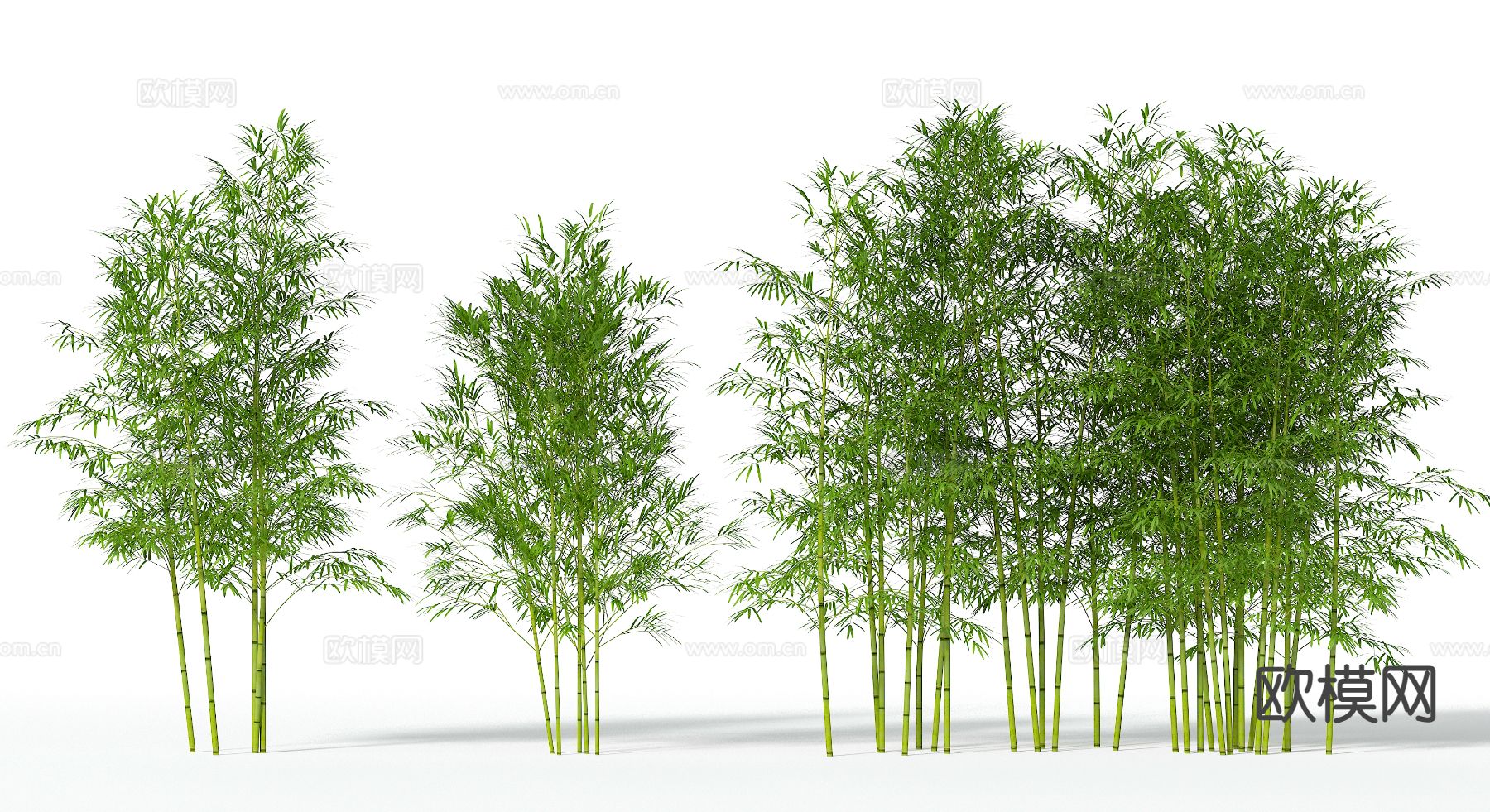 竹子 文竹 景观植物3d模型