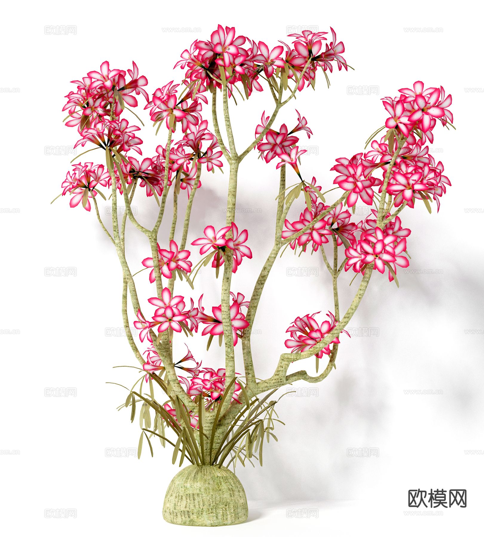 花草 绿植 植物 盆栽3d模型