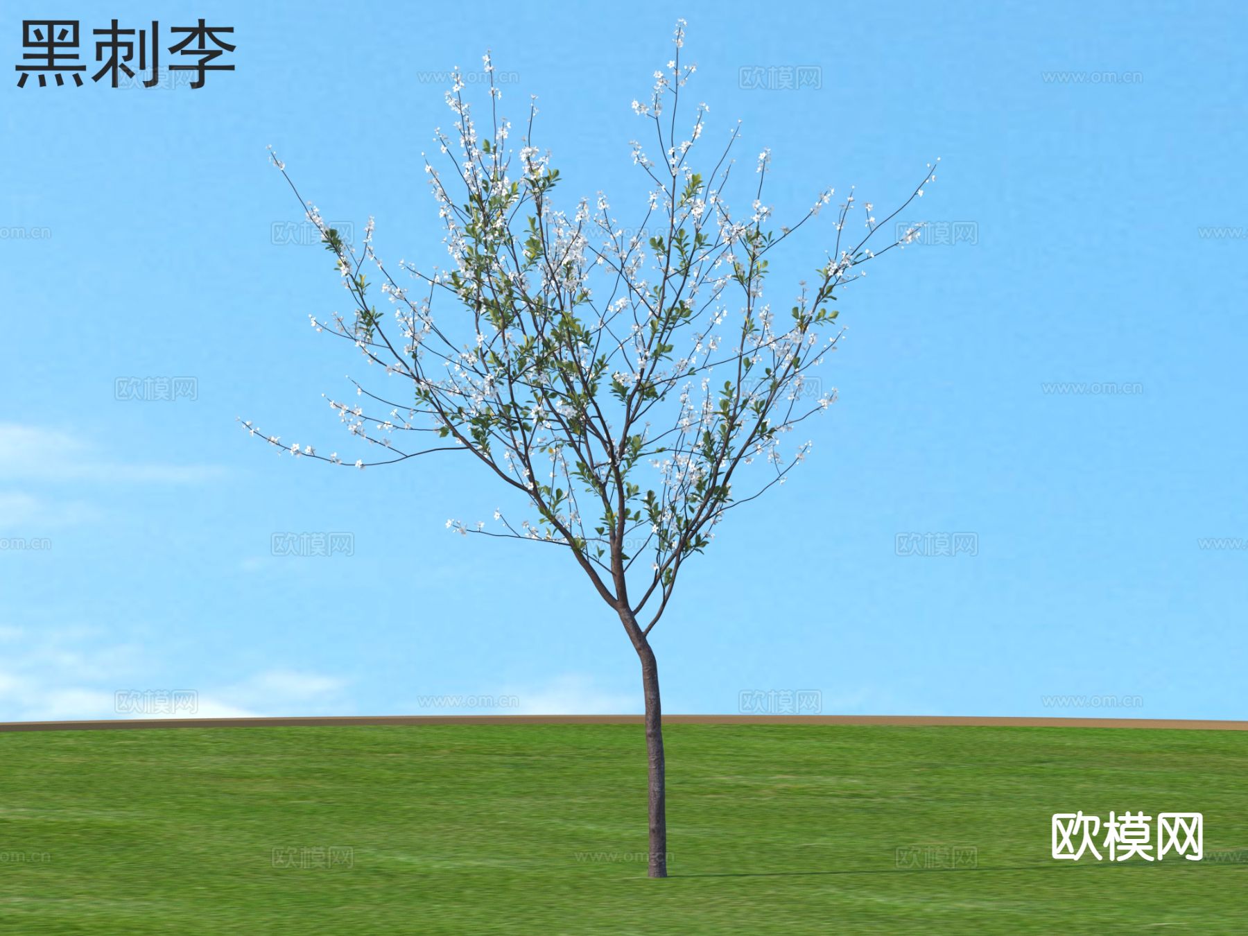 黑刺李 小树木 乔木 植物类3d模型