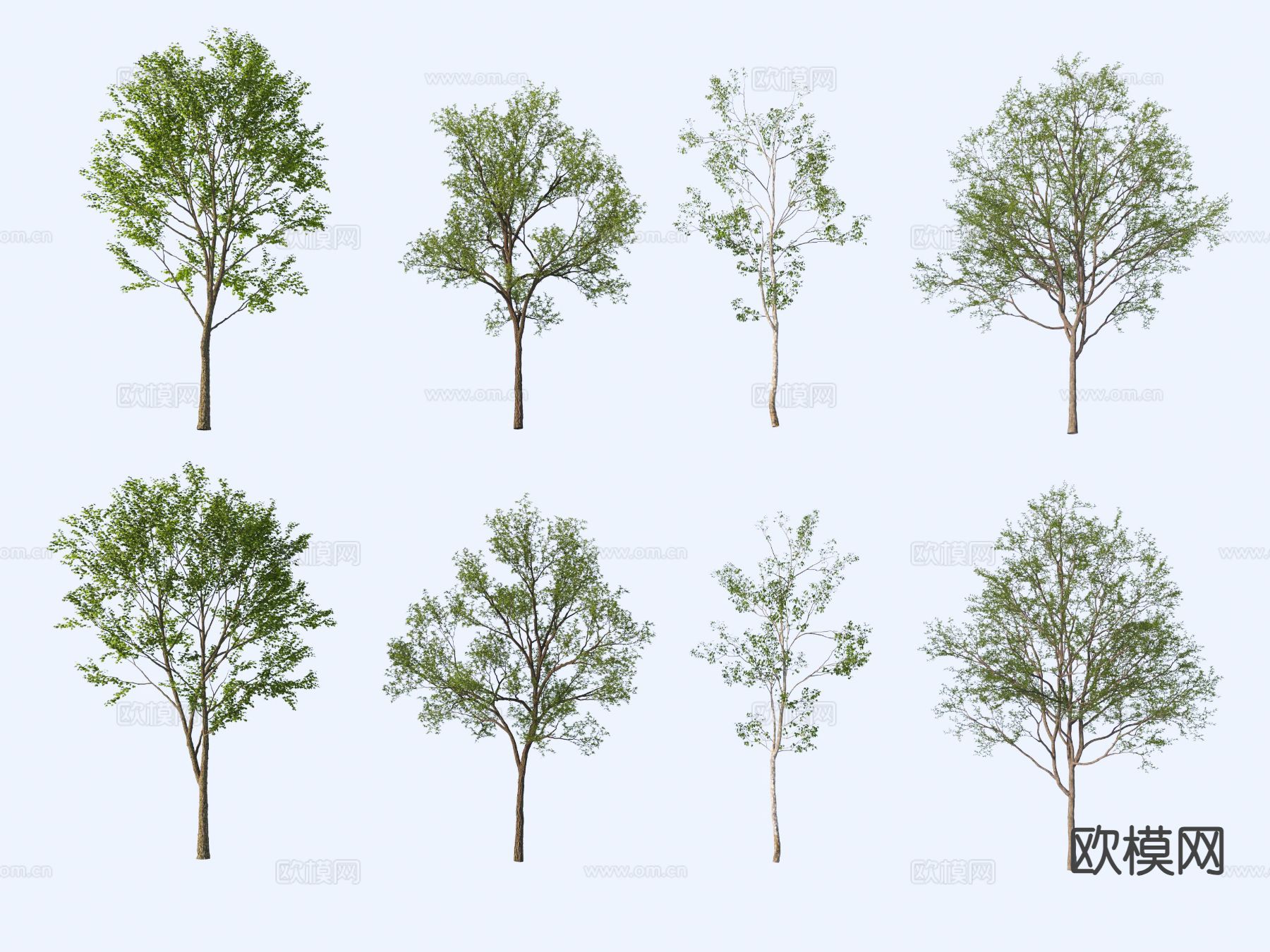 大树 景观树 行道树3d模型