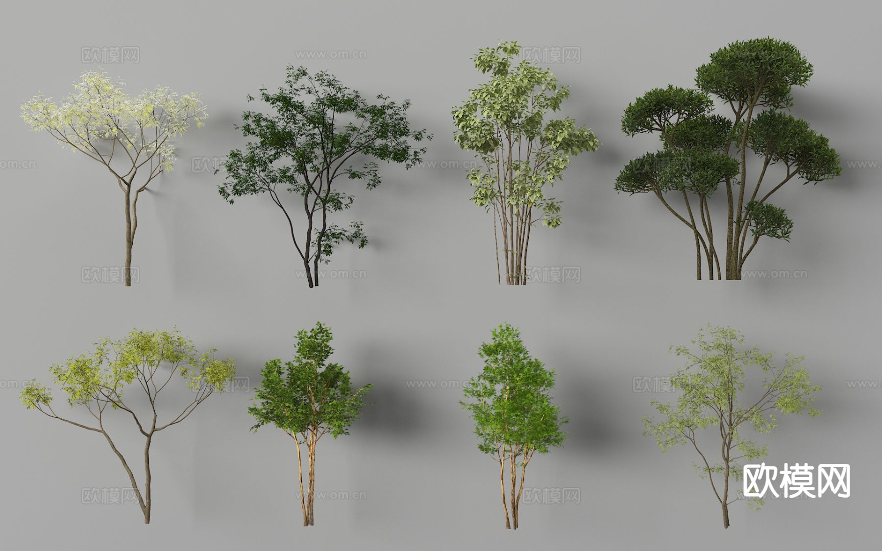 景观乔木 树木 植物树3d模型