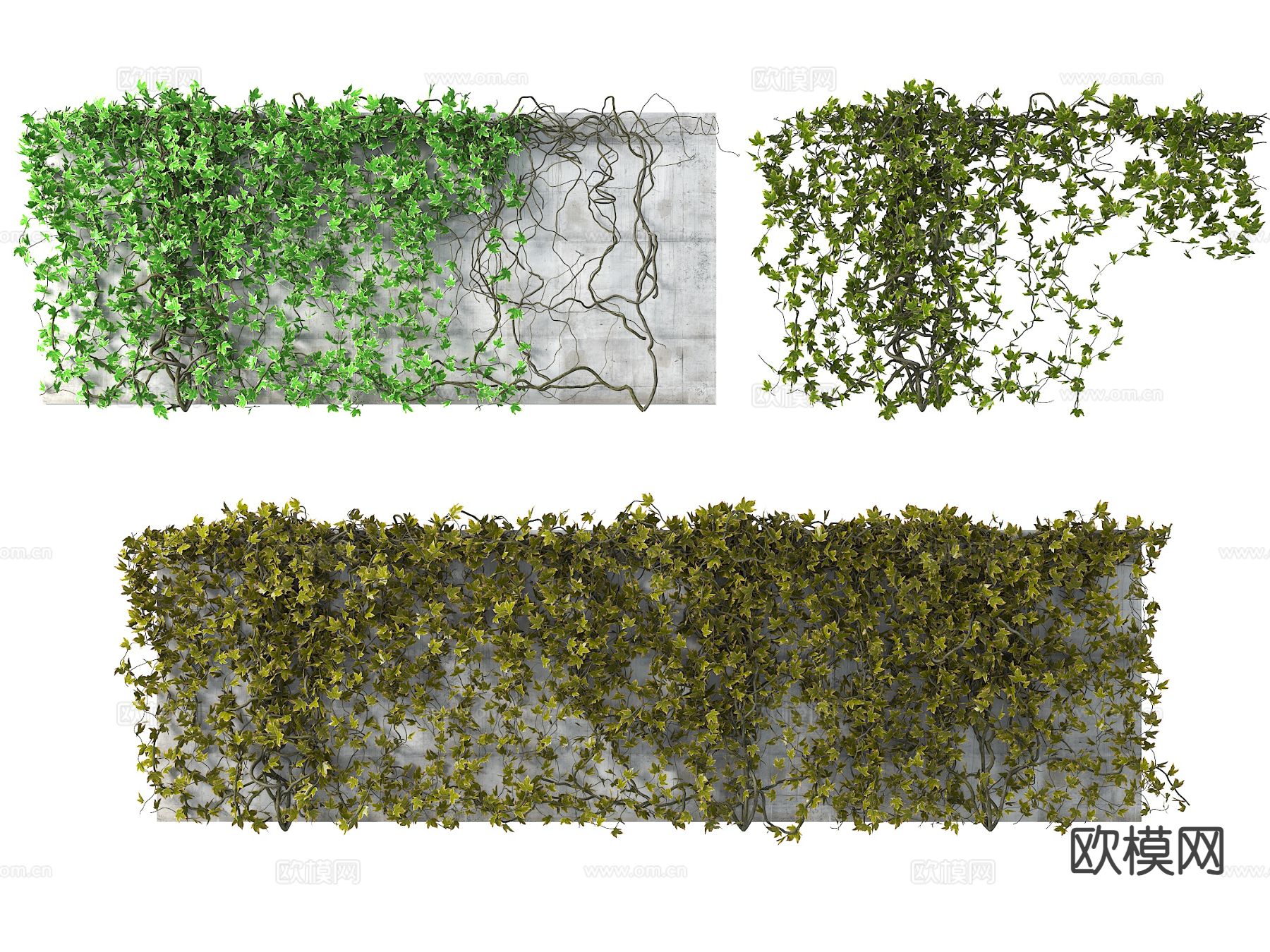 爬藤 爬山虎 常春藤 垂挂植物 爬墙植物3d模型