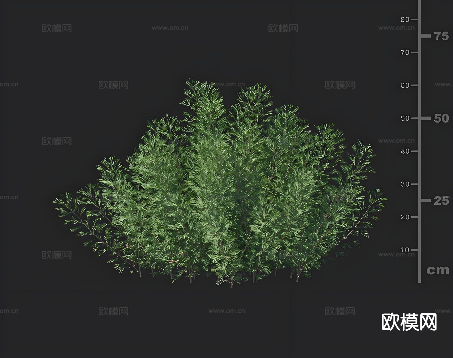 水草 碱蒿 水生植物3d模型