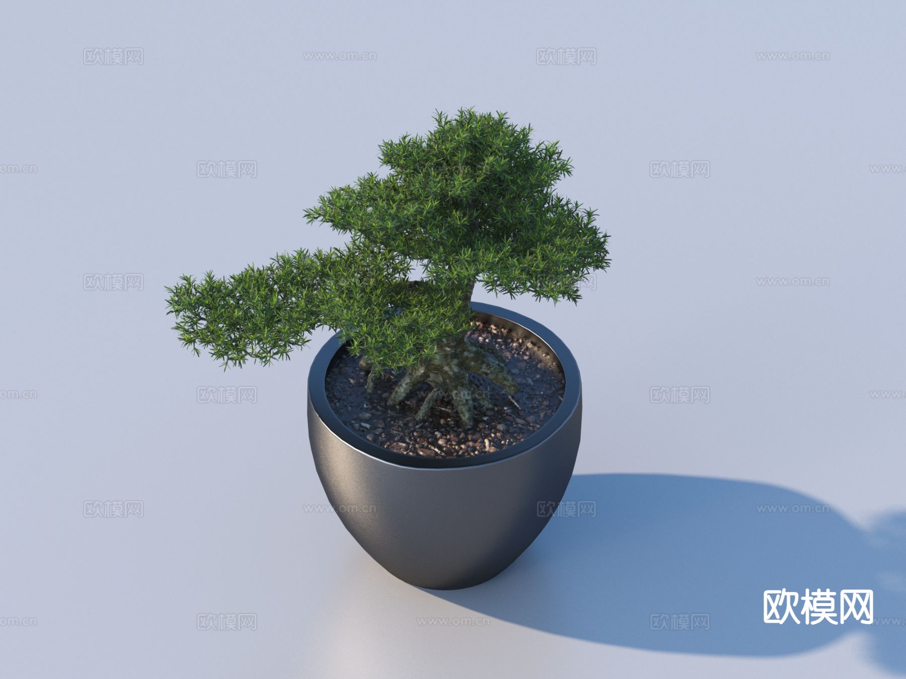 花盆 松树 盆景3d模型