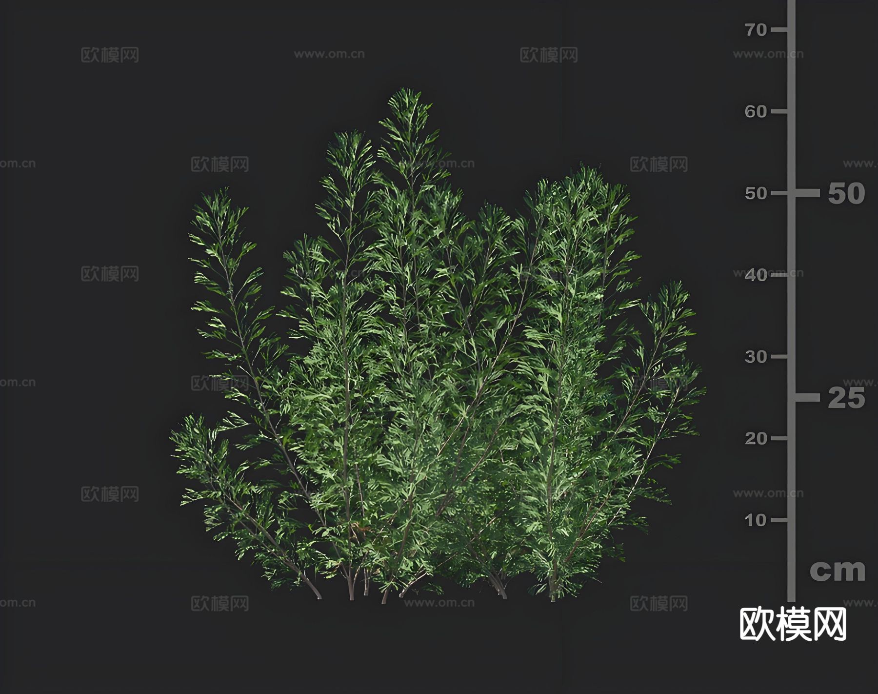 水草 碱蒿 水生植物3d模型