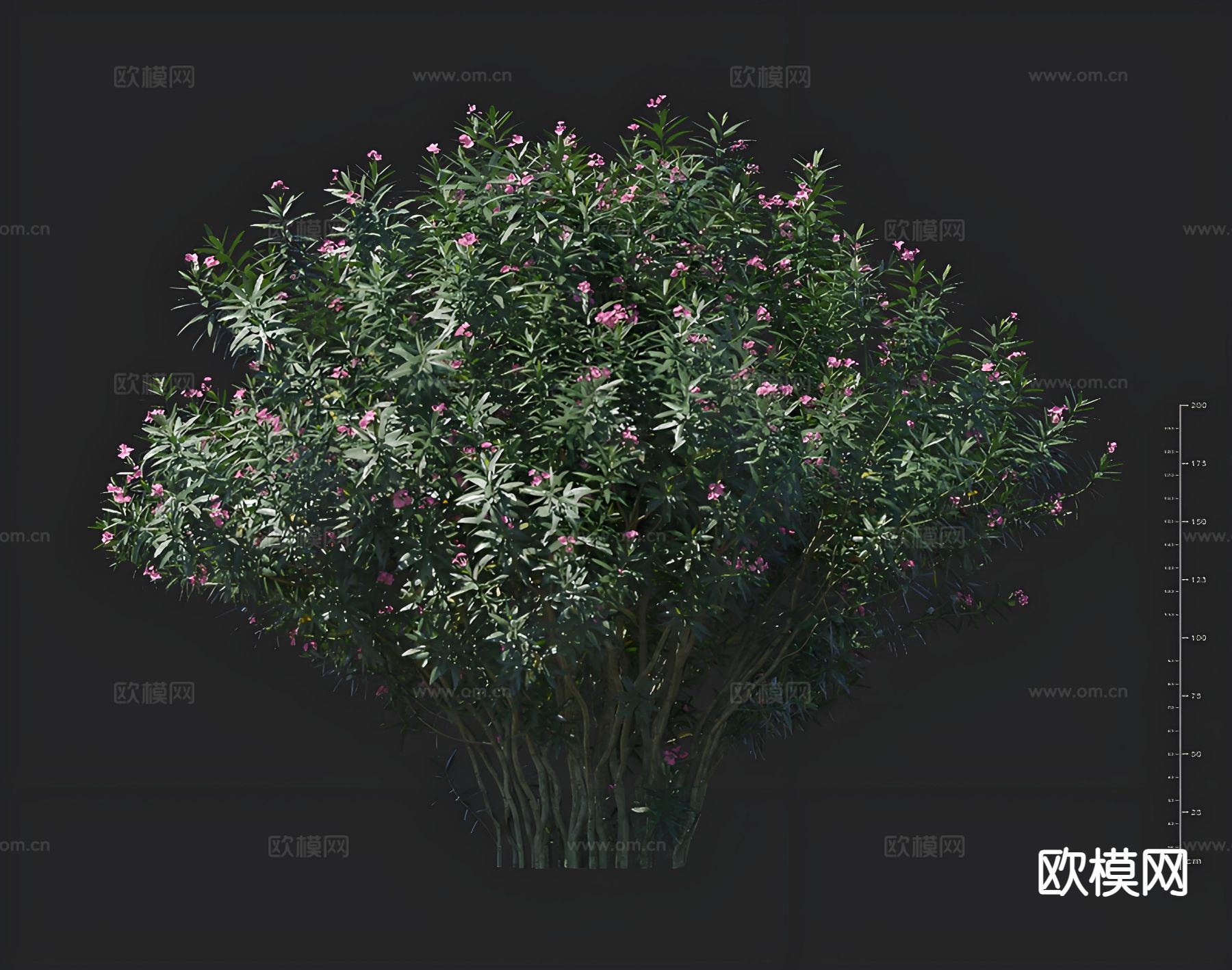 夹竹桃 绿化灌木 花卉 孤植树3d模型