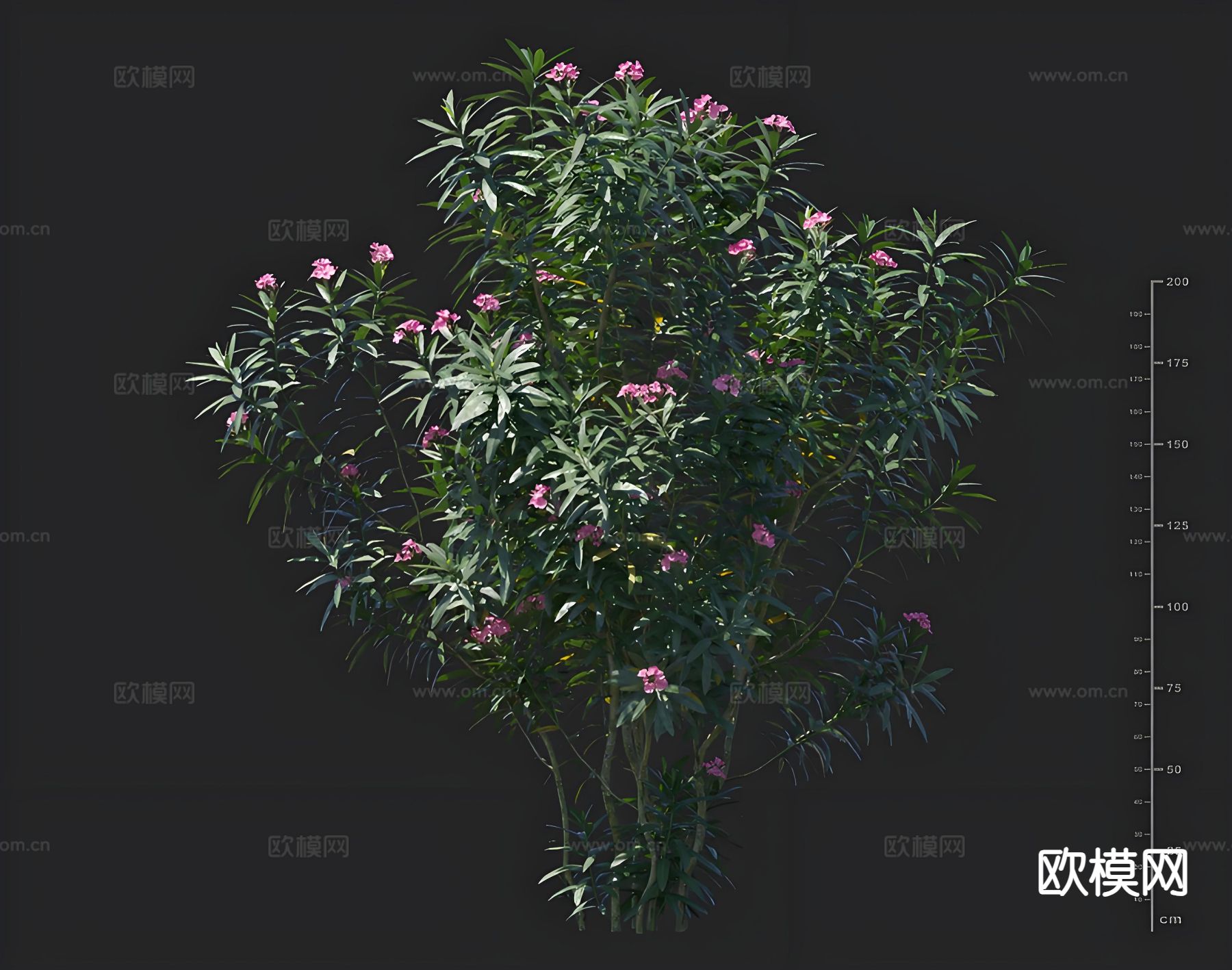 夹竹桃 绿化灌木 景观花卉 孤植树3d模型