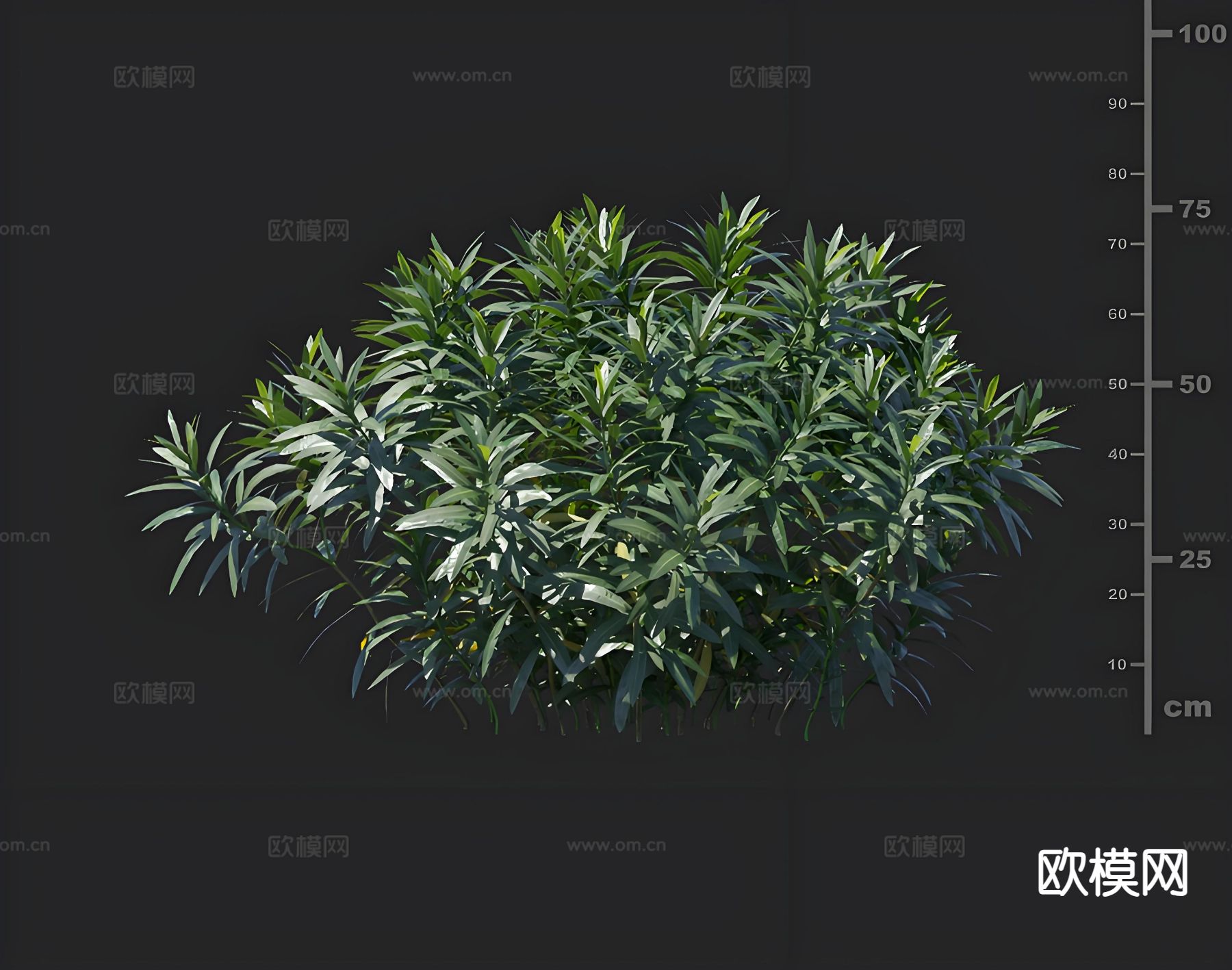 夹竹桃 绿化灌木 景观花卉3d模型