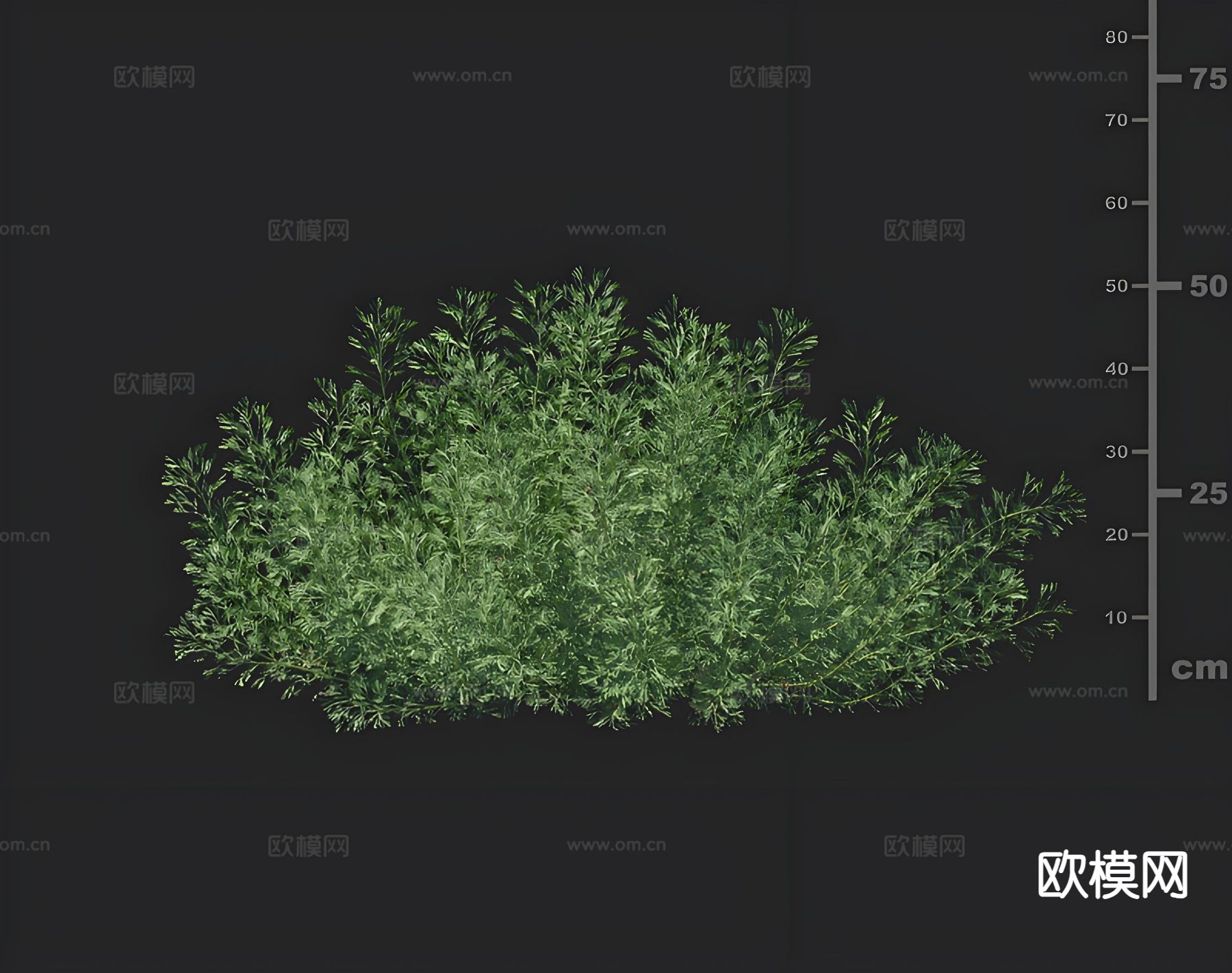 水草 碱蒿 水生植物3d模型