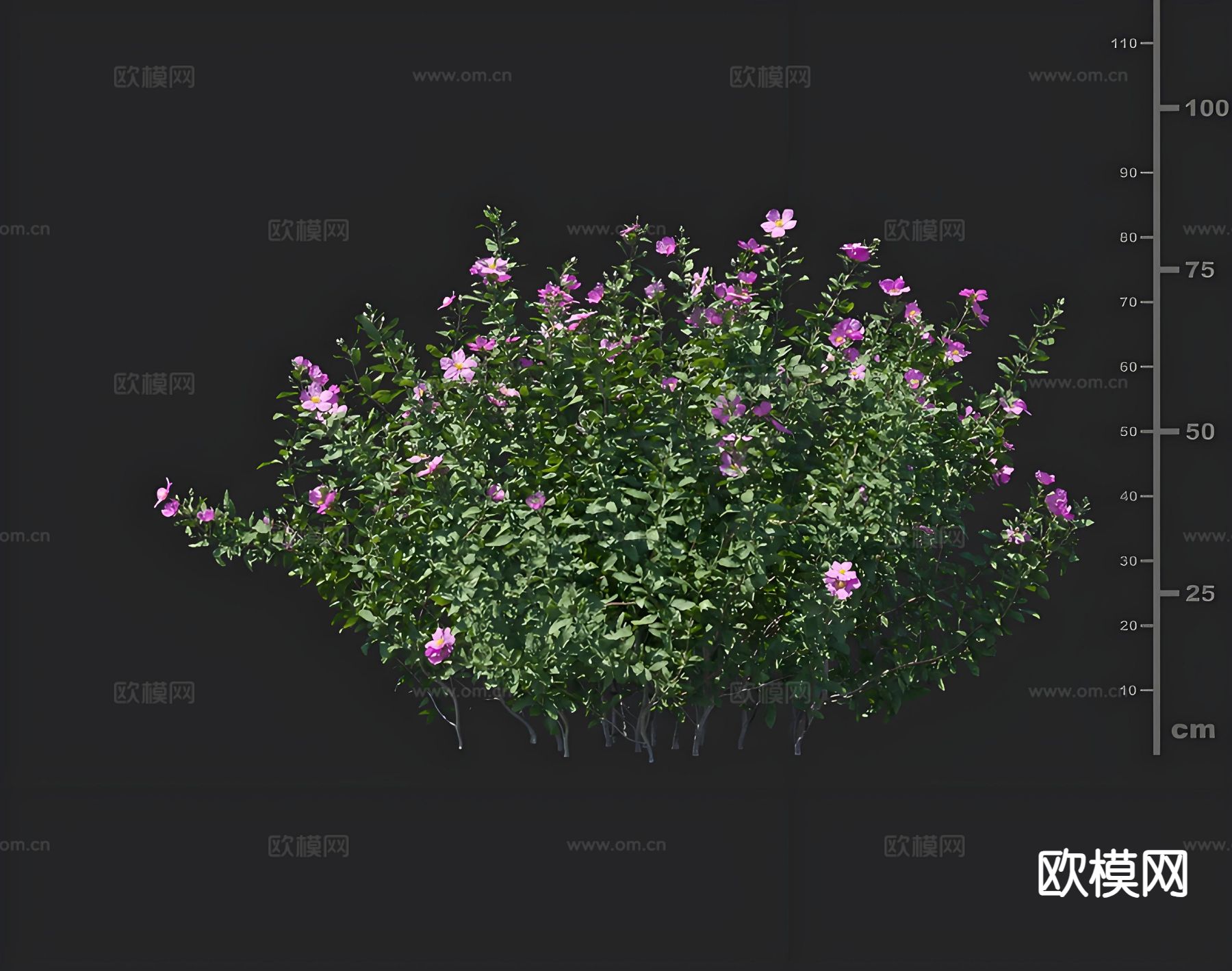 百瑞木 花草 绿化灌木 园林绿植3d模型