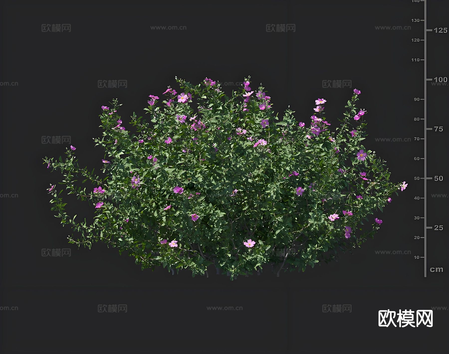 百瑞木 花草 绿化灌木 园林绿植3d模型