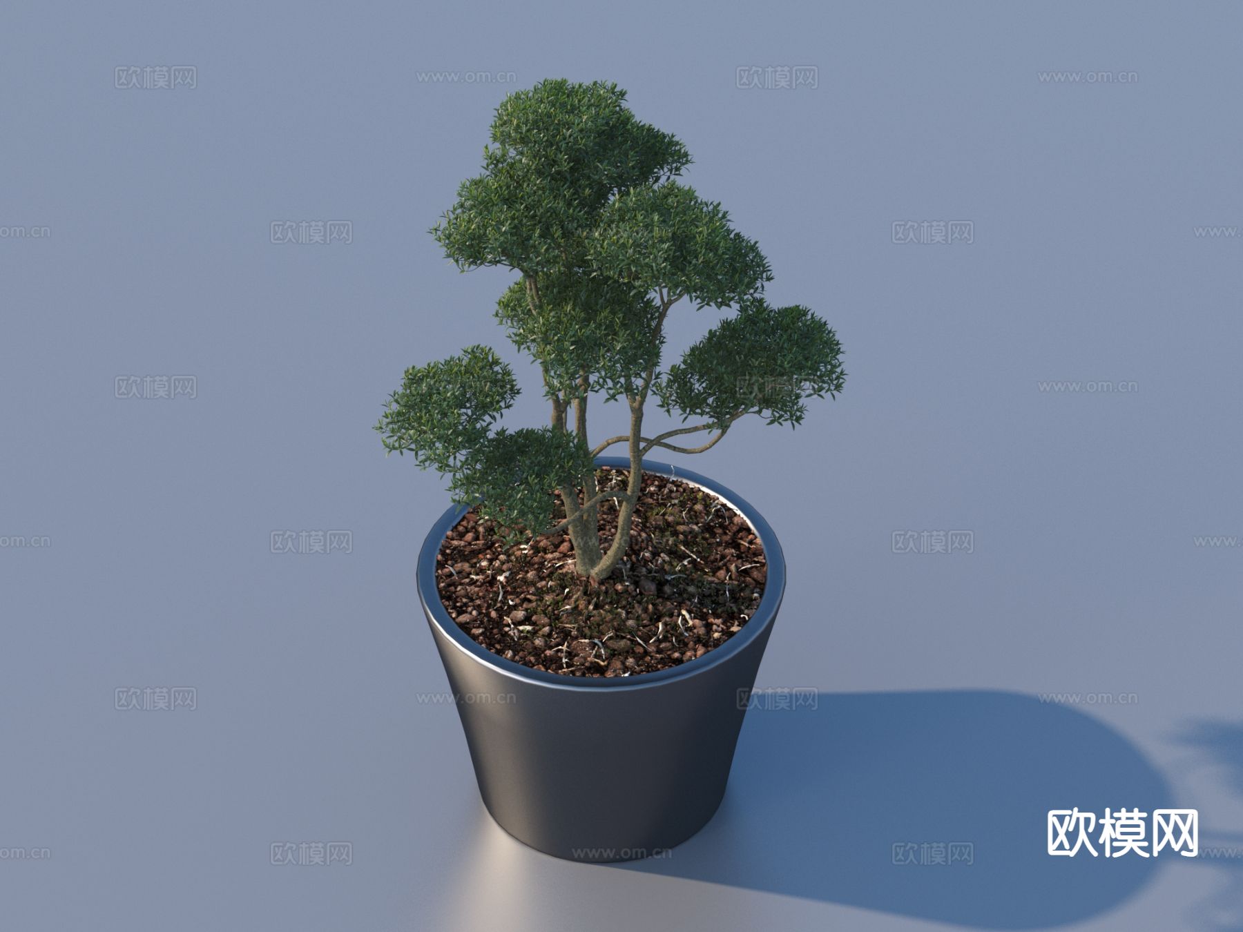 花盆 盆栽 绿植 植物3d模型