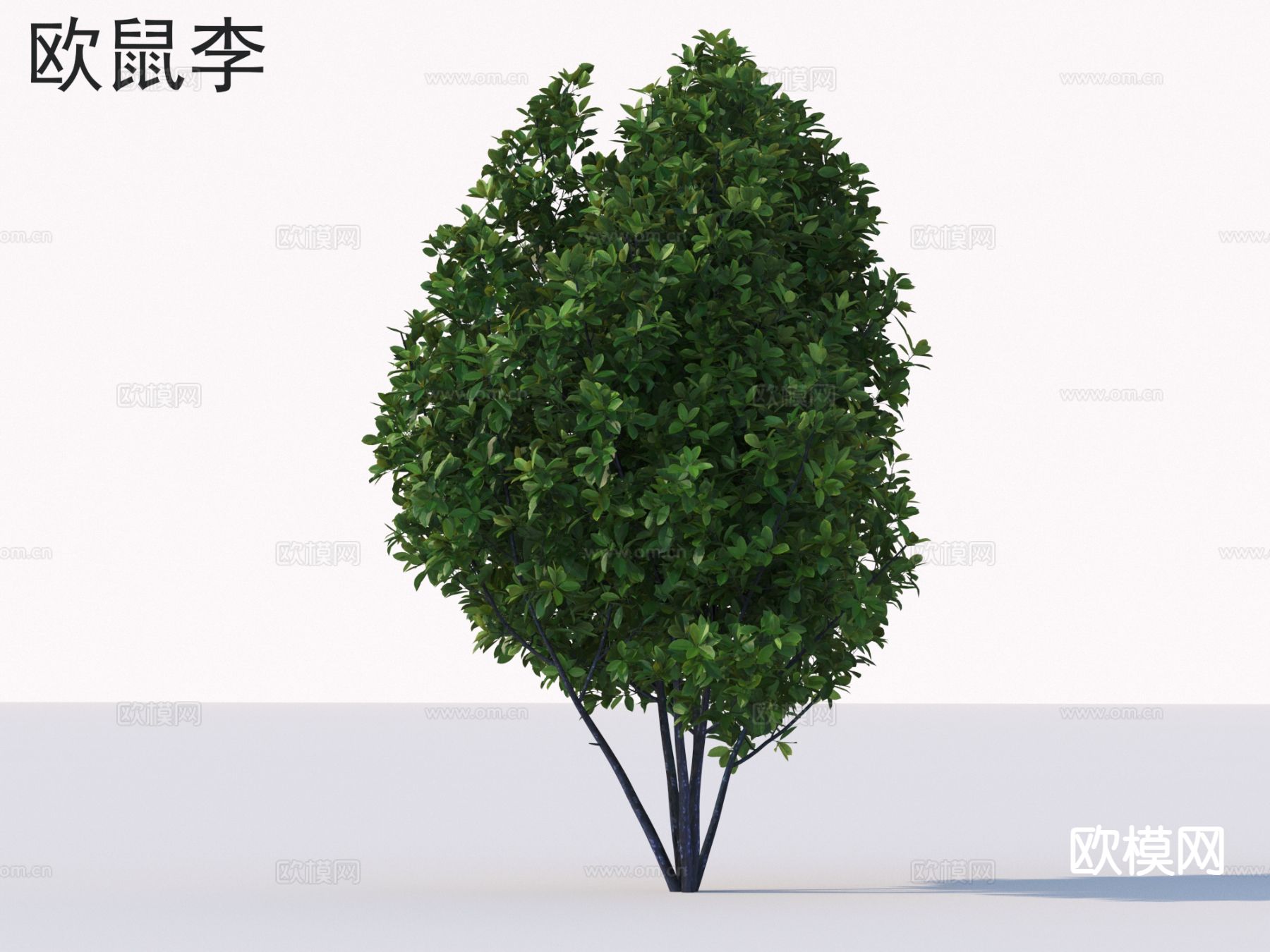 欧鼠李 植物类 灌木3d模型