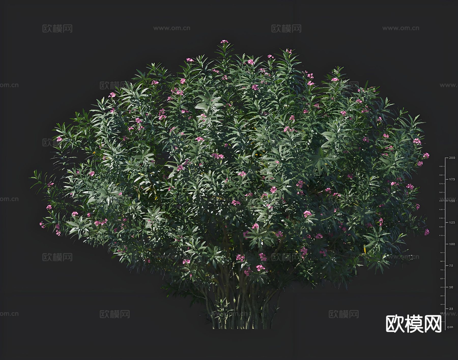 夹竹桃 绿化灌木 花卉 孤植树3d模型