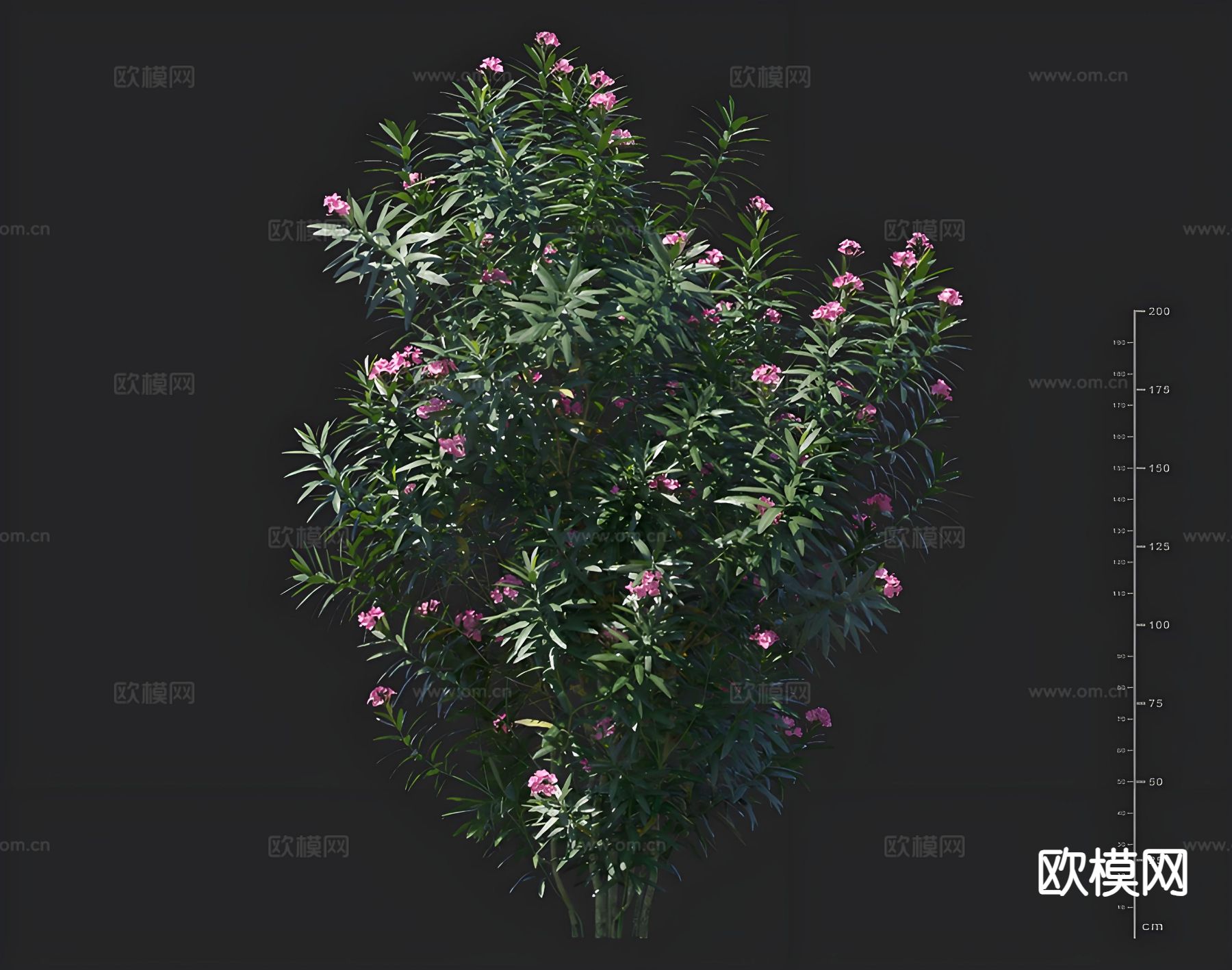 夹竹桃 盆栽盆景 绿植 绿化灌木 景观树花卉 孤植树3d模型