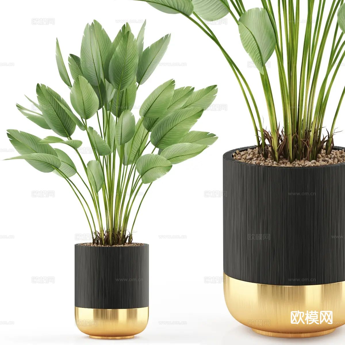 室内植物 盆栽 绿植3d模型