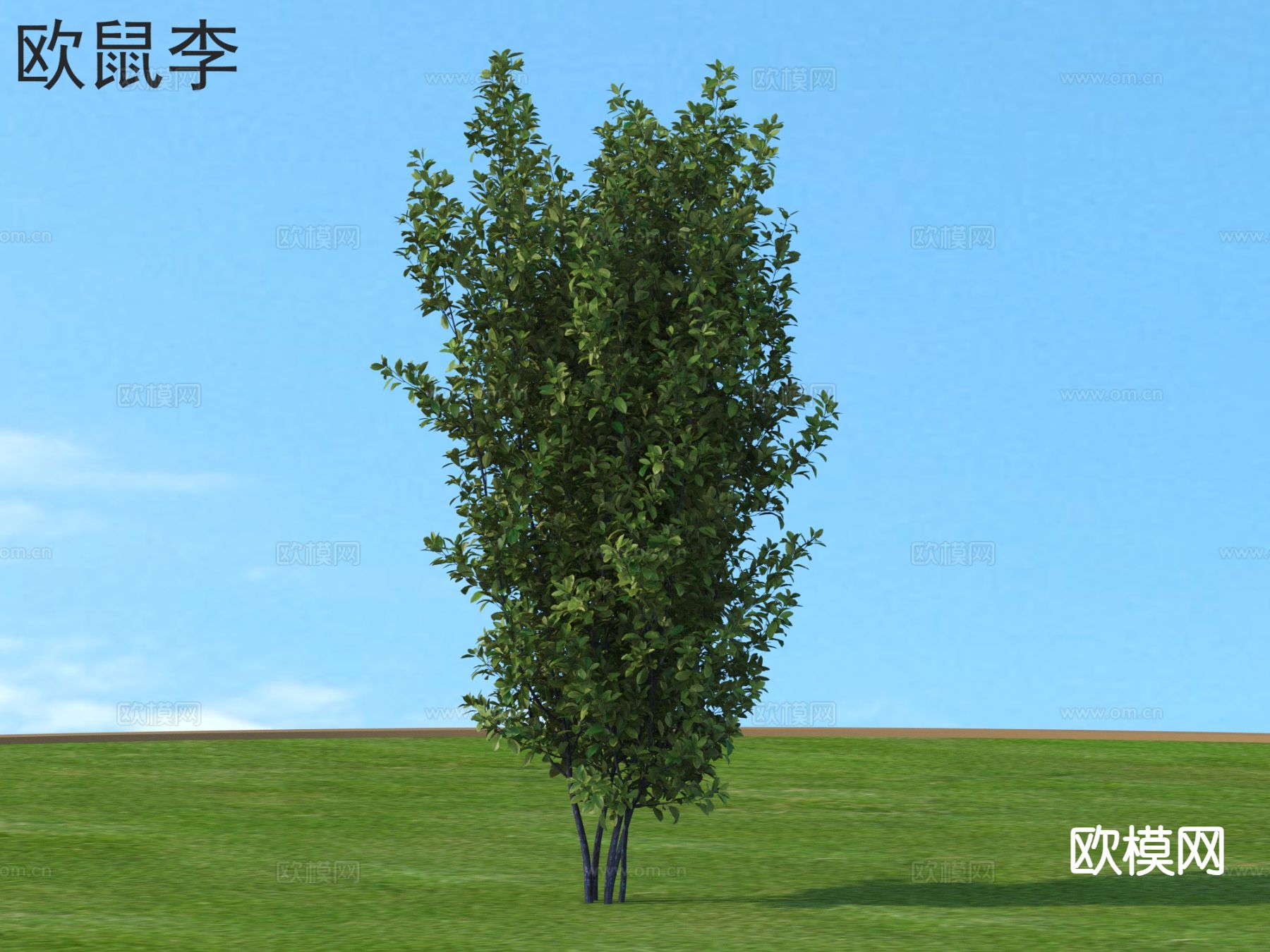 欧鼠李 景观树3d模型