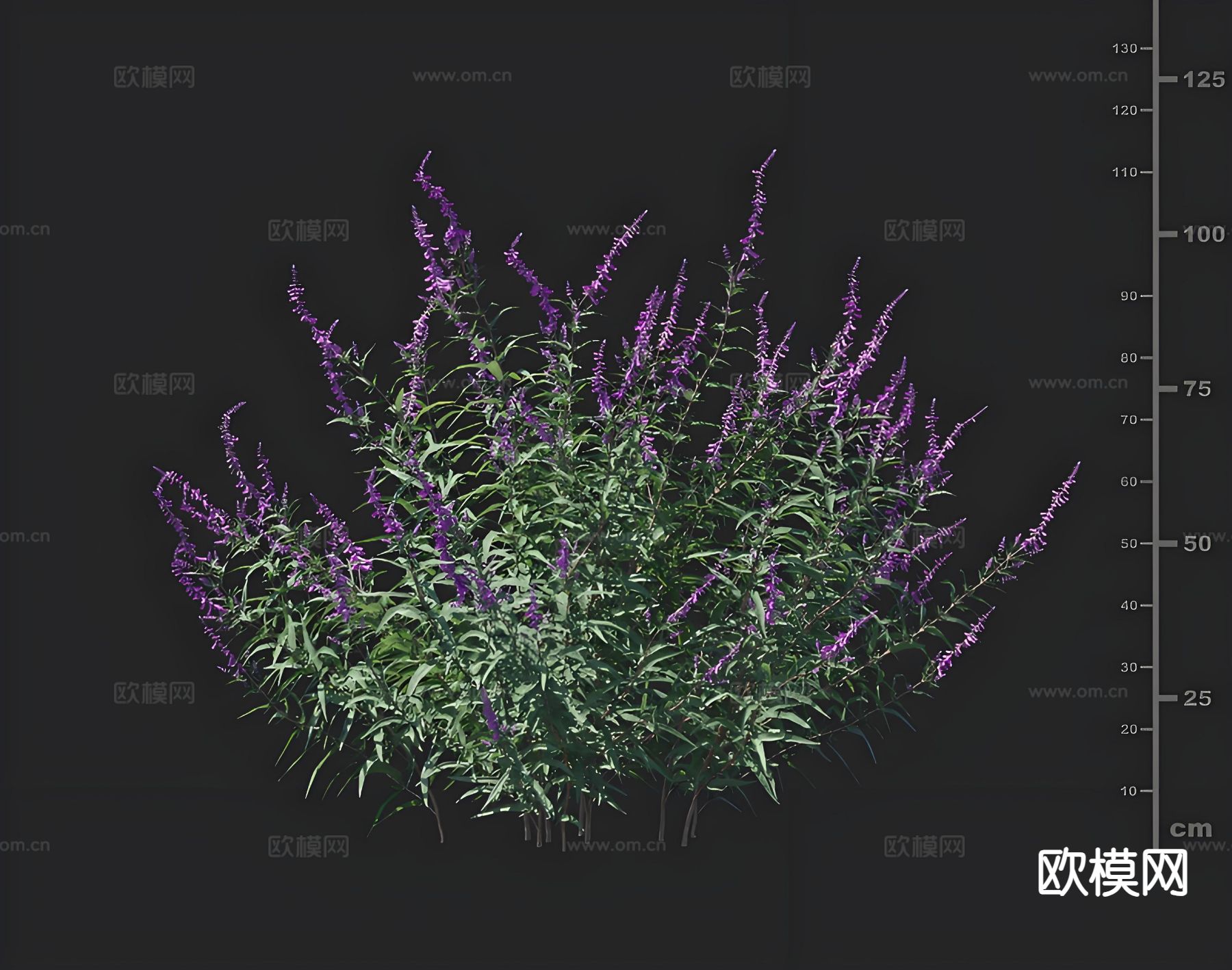 月桂樱 花草 园林绿植 绿化3d模型