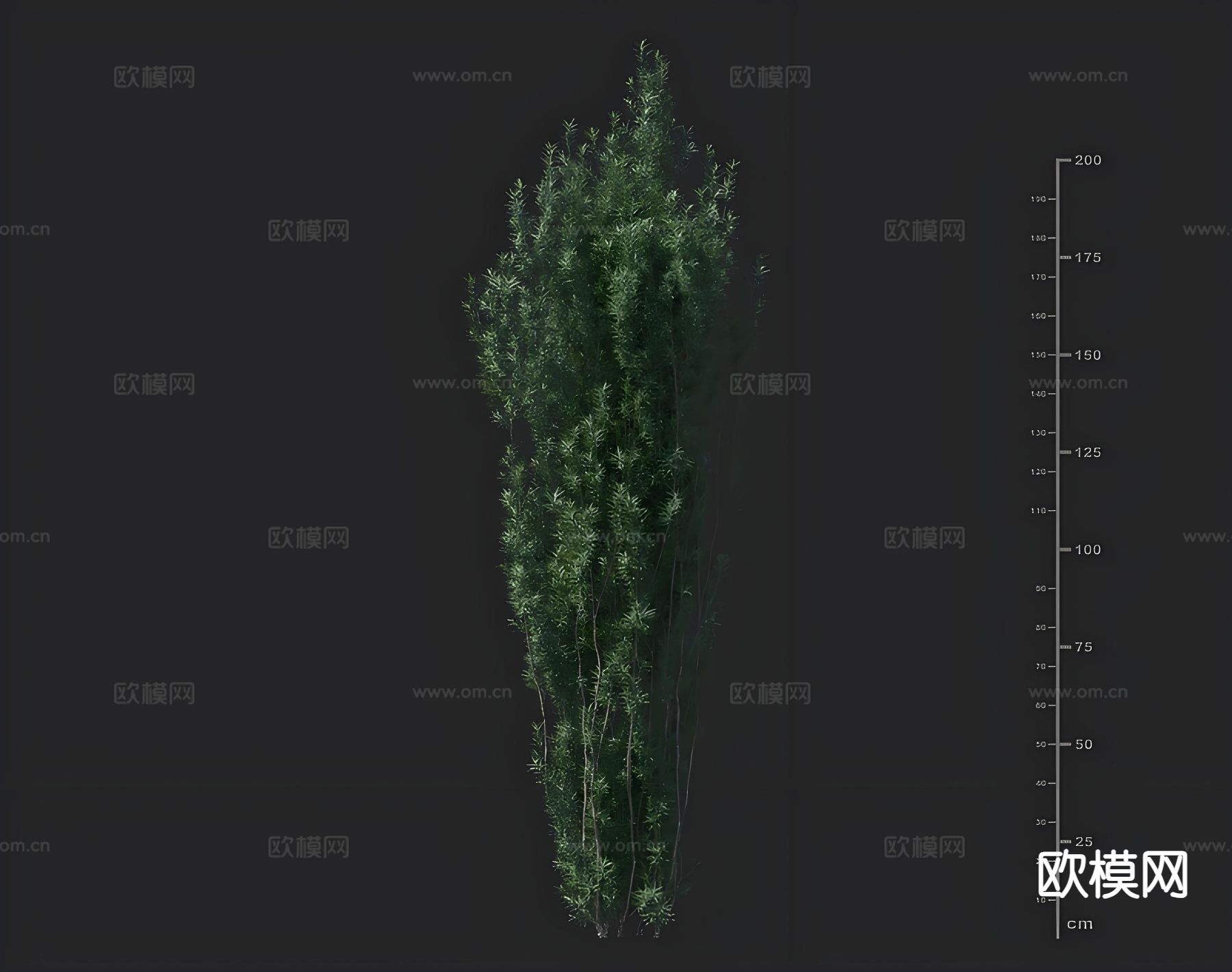 红豆杉 灌木 绿化树 景观树 观赏树3d模型