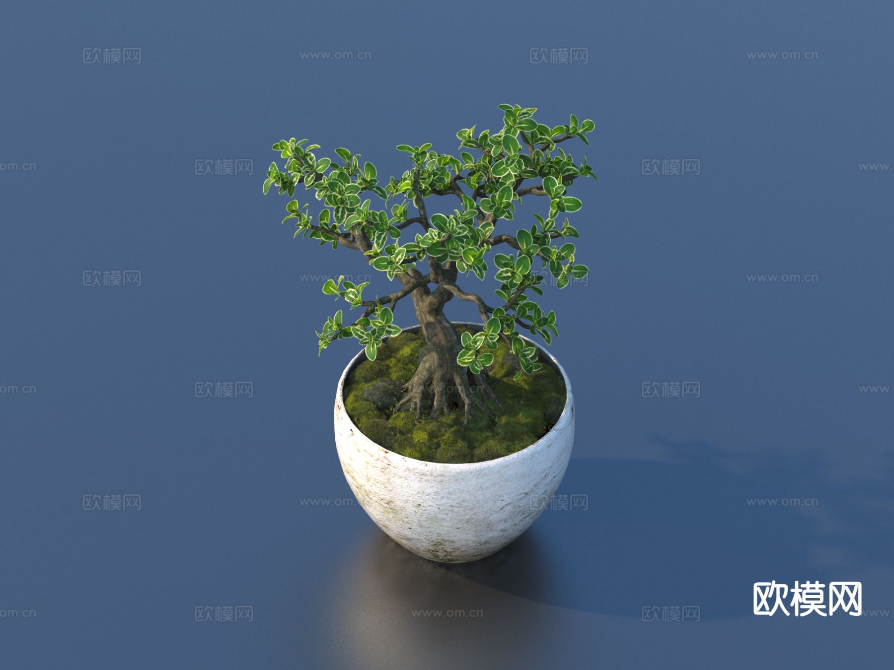 花盆 盆栽 绿植 植物3d模型