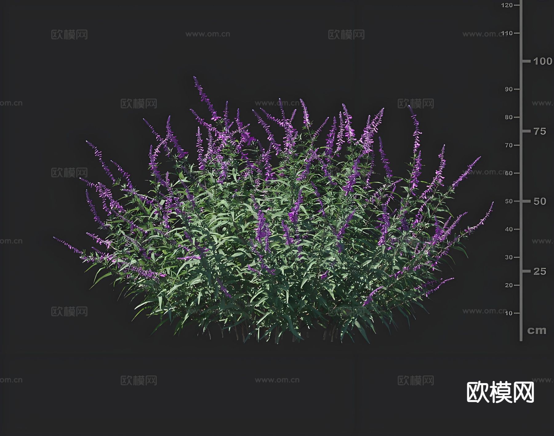 月桂樱 花草 花卉3d模型